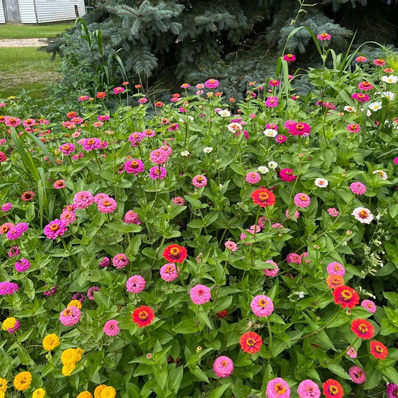 Lilliput Mixed Colors Zinnia