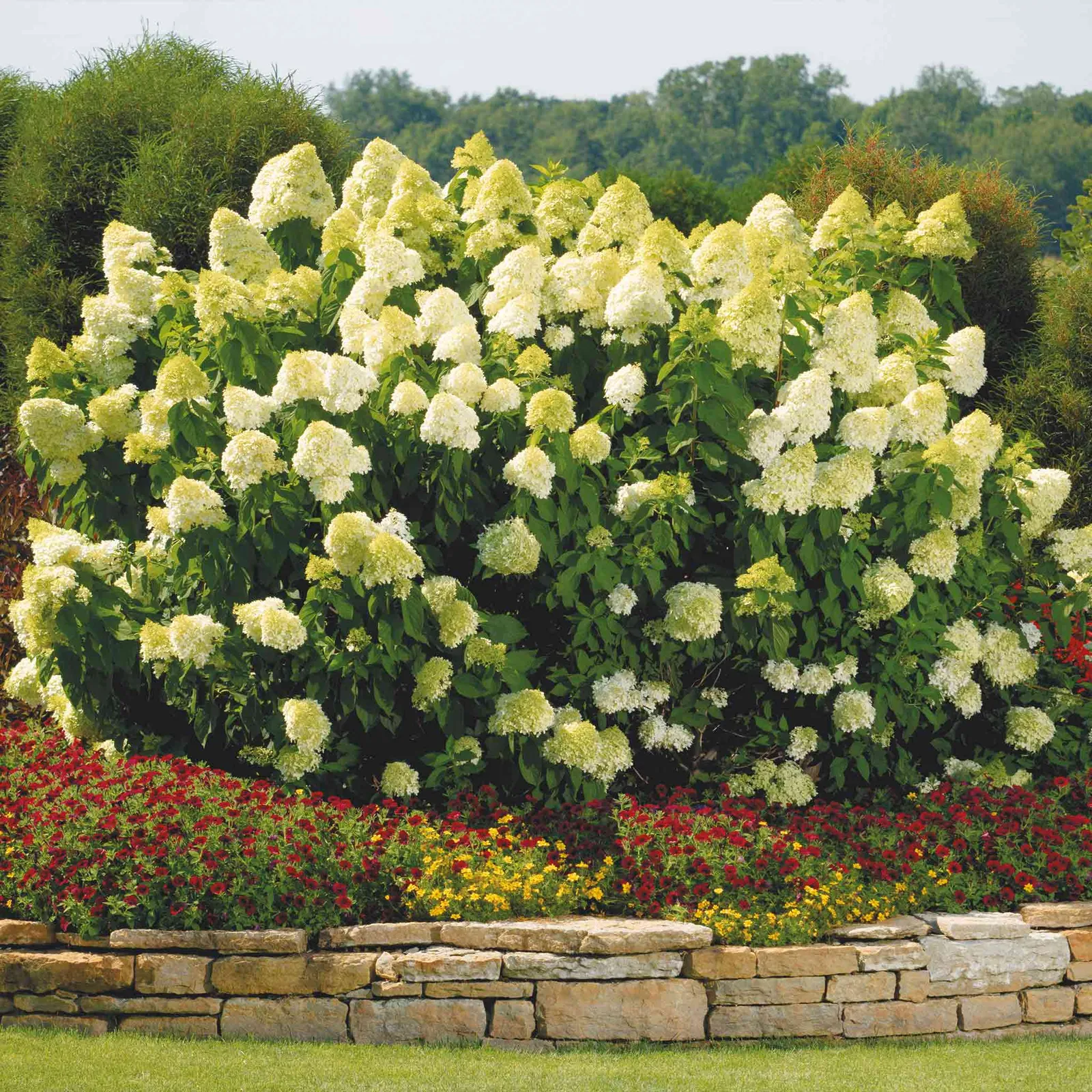 Limelight Tree Hydrangea