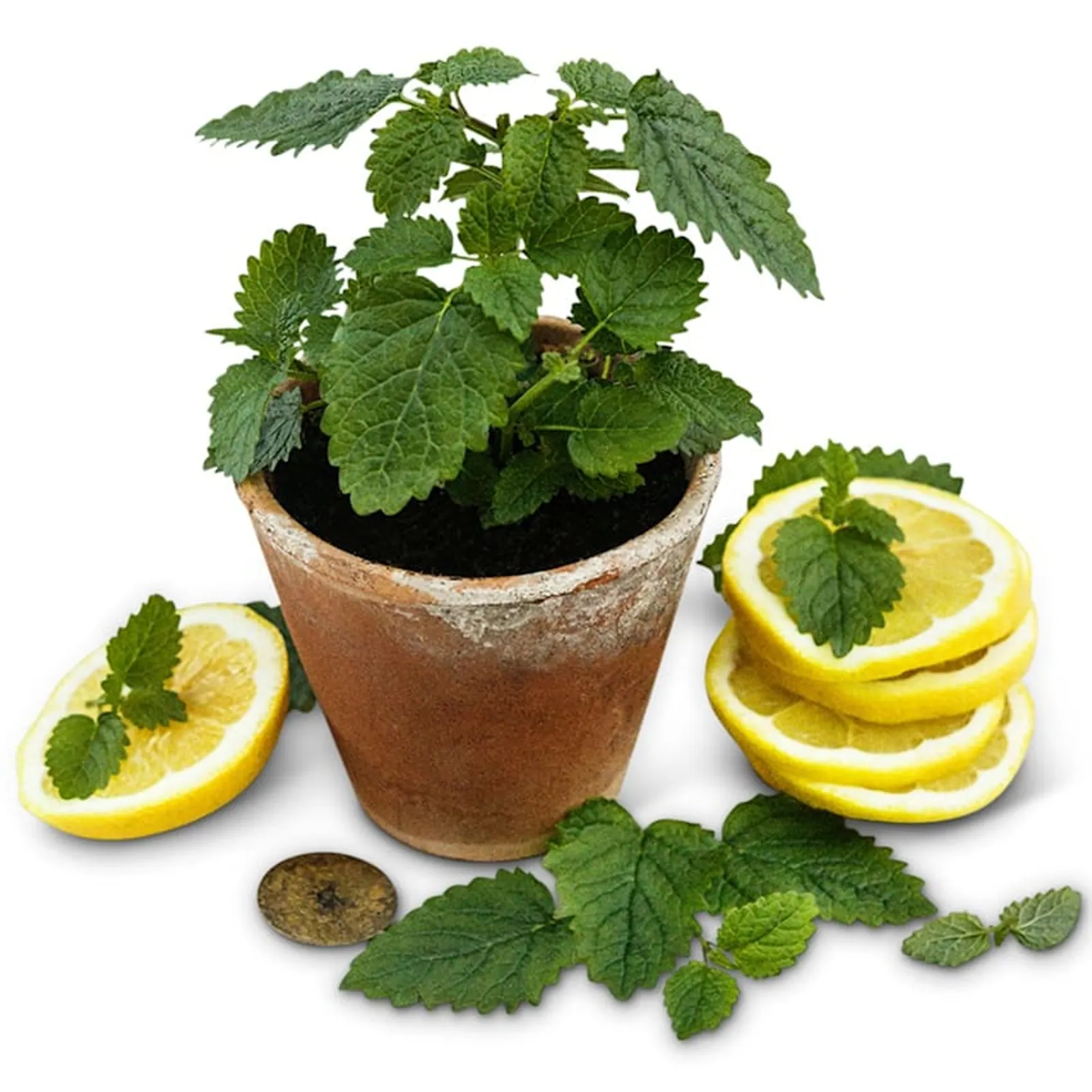 Limoncello Lemon Balm