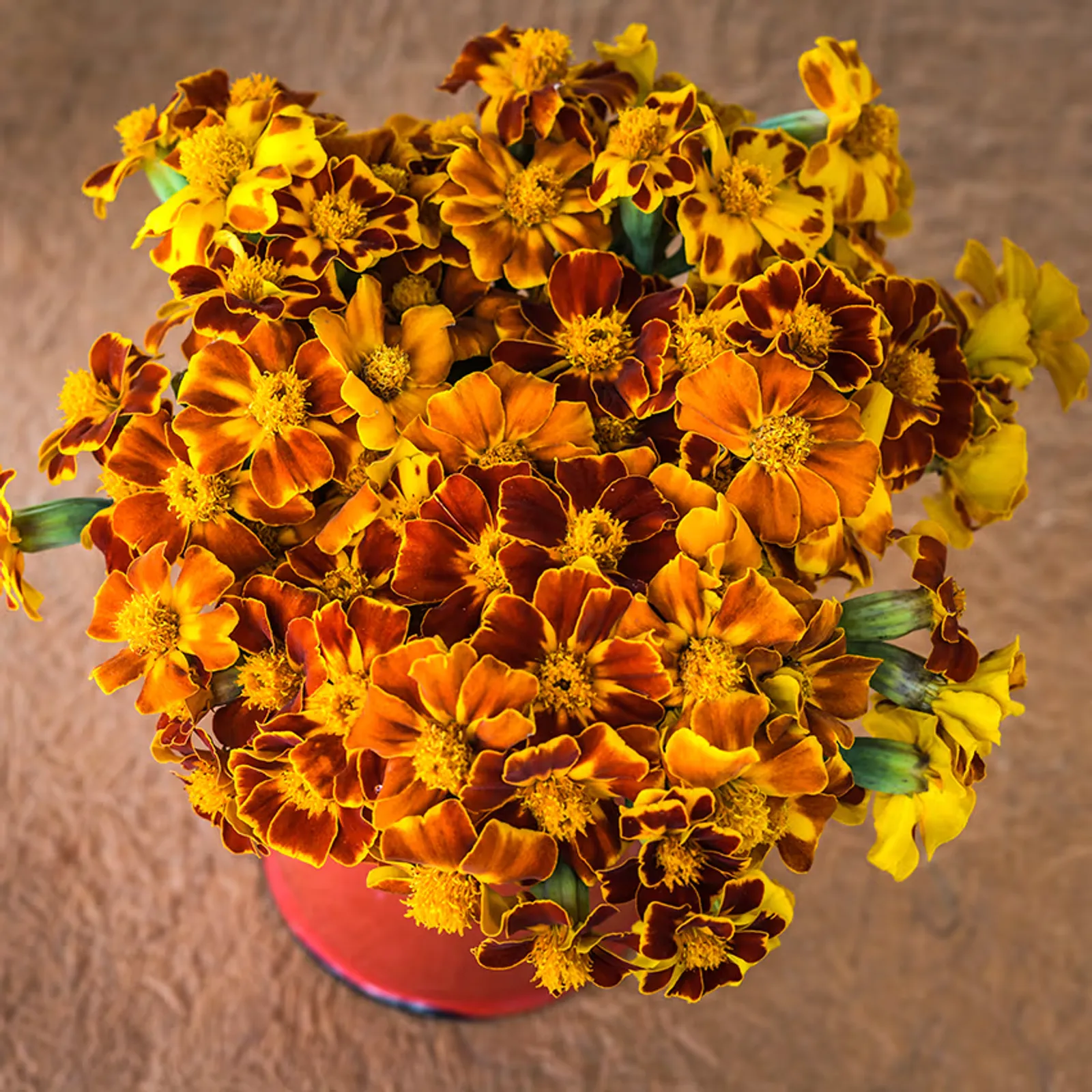 Linnaeus Burning Embers Marigold