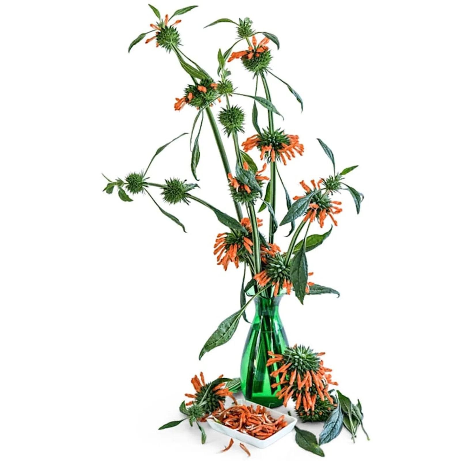 Lion's Ear or Klip Dagga Mint