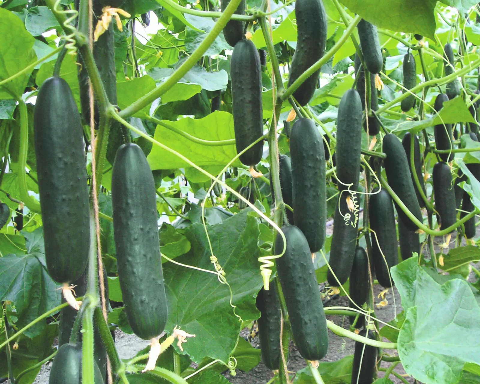 Lisboa Cucumbers