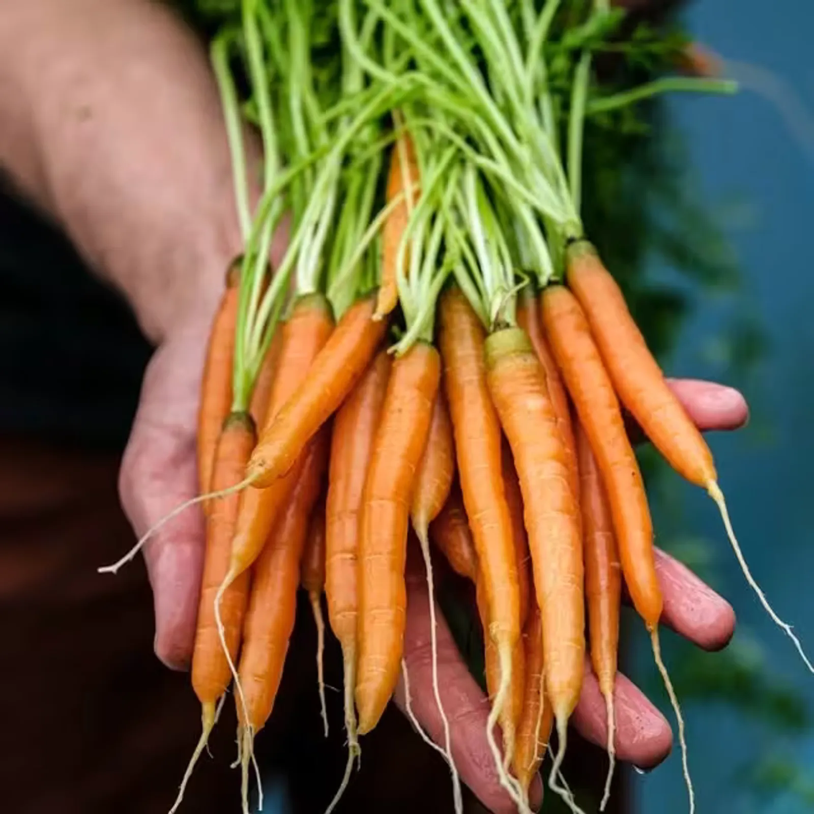 Little Finger Carrots
