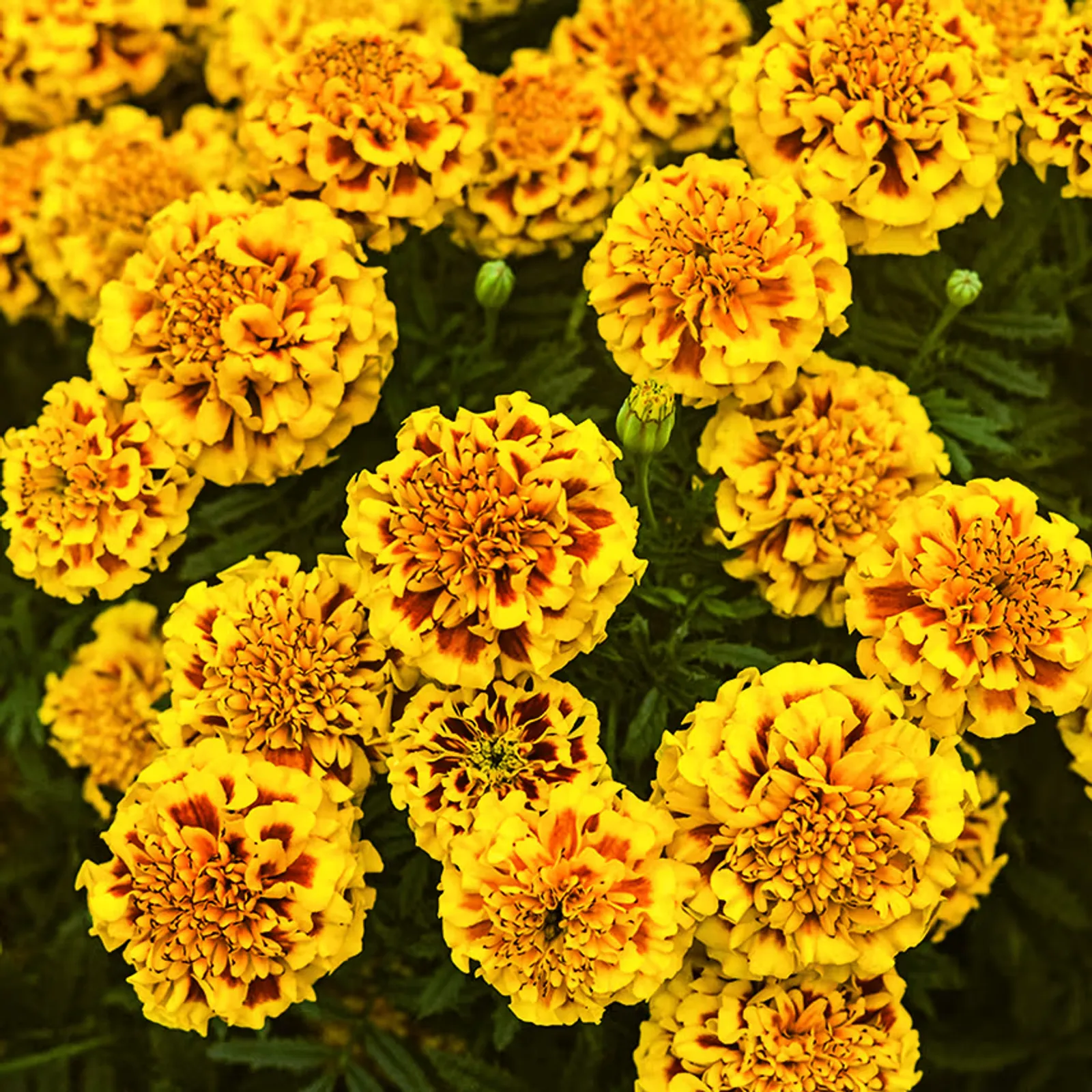 Little Hero Fire Marigold