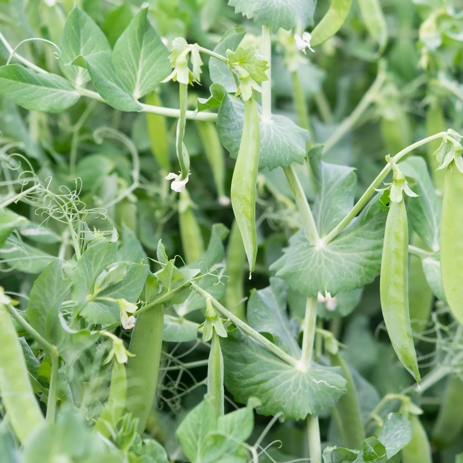 Little Marvel Garden Peas
