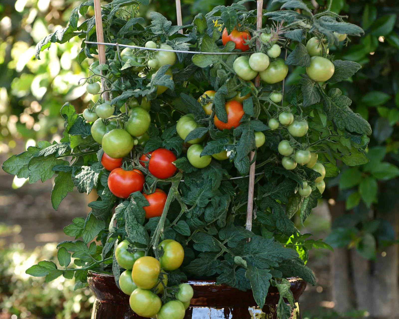Little Sicily Tomatoes