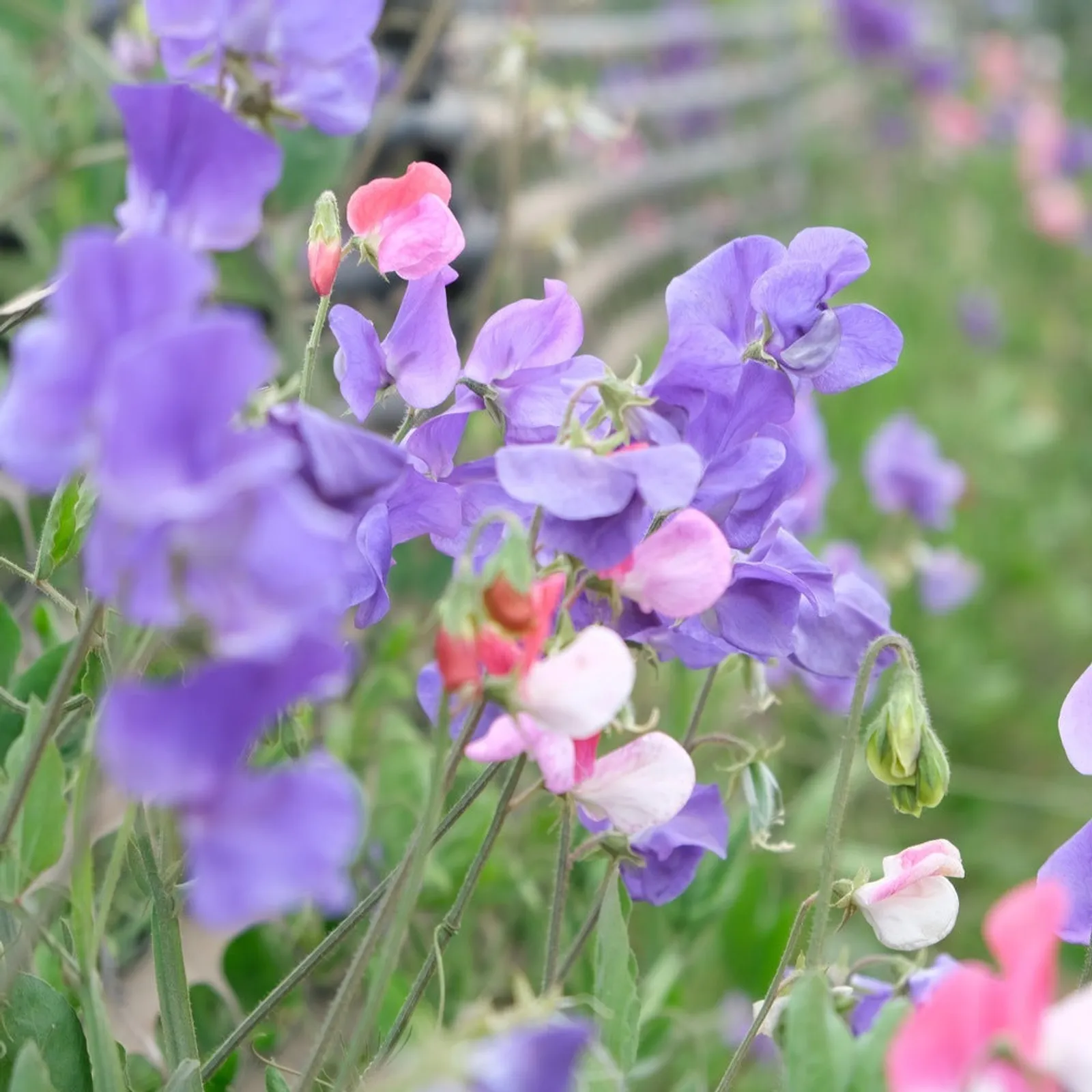 Little Sweetheart Sweet Peas