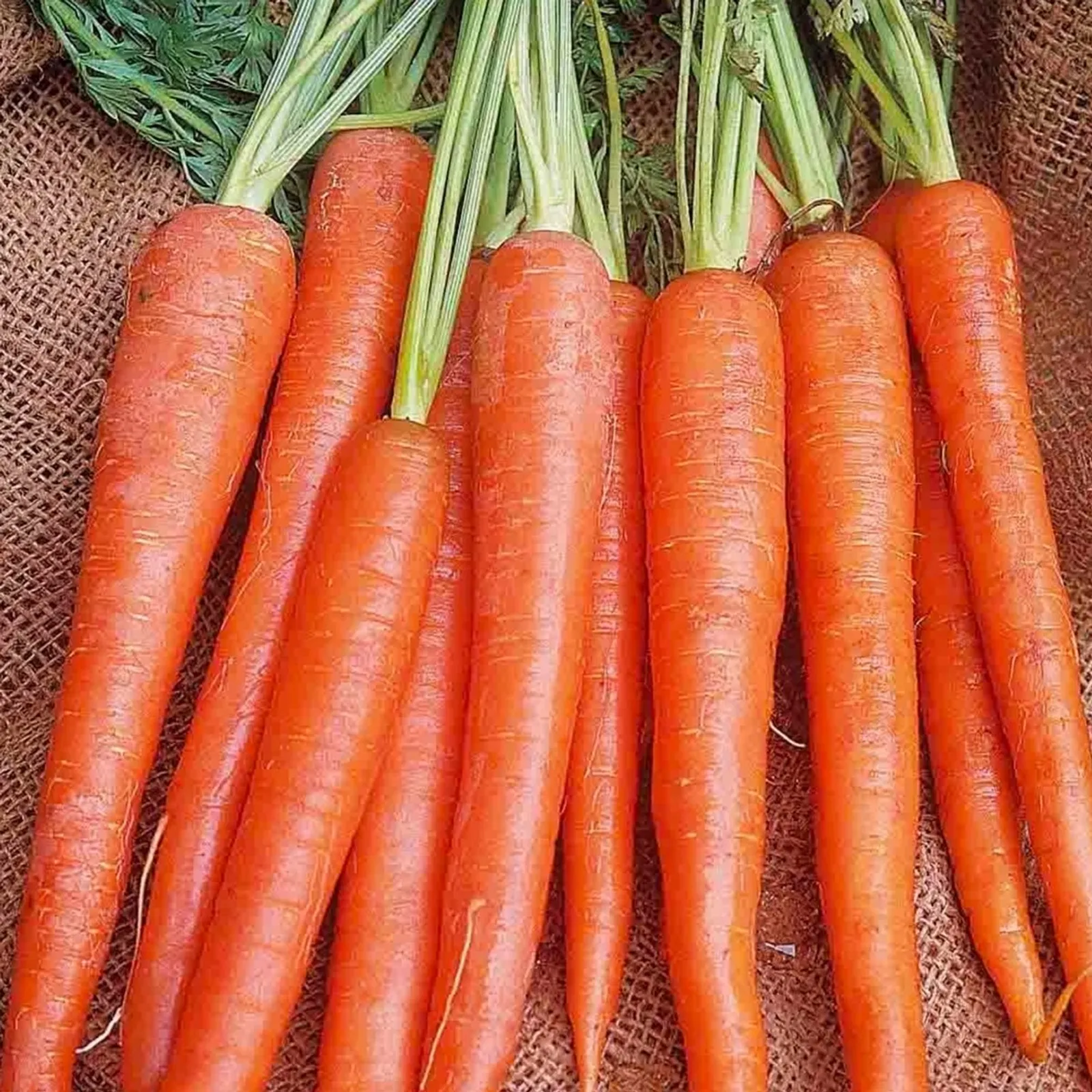 Long Imperator Carrots