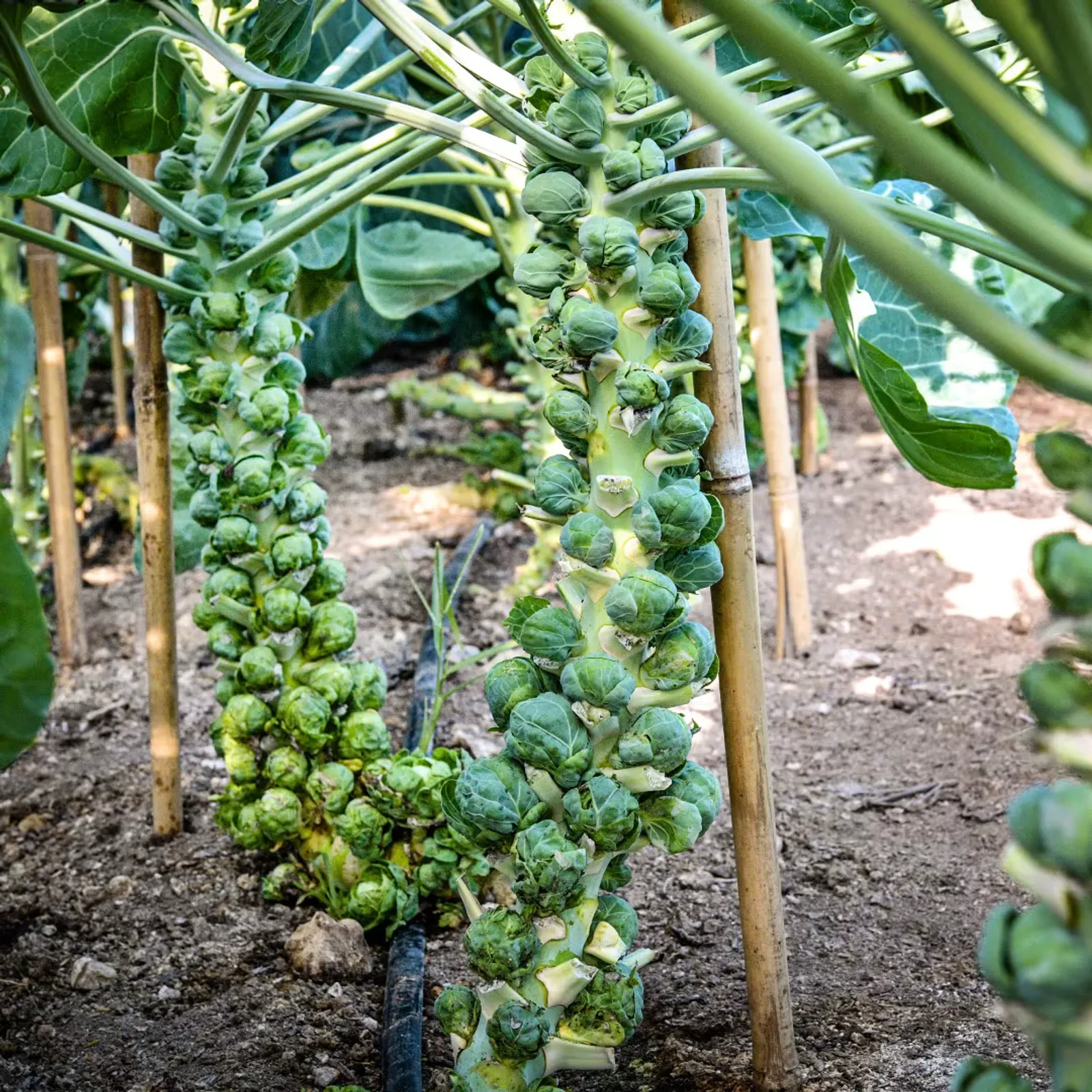 Long Island Improved Brussels Sprouts