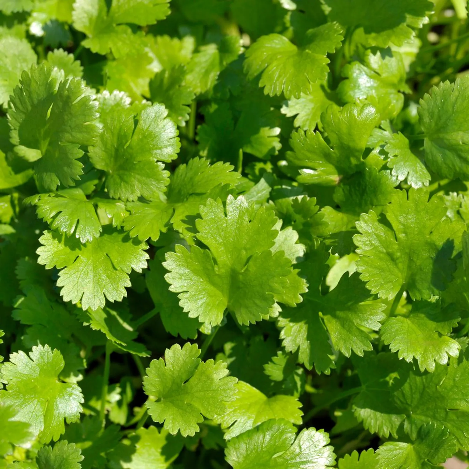 Coriander Cilantro
