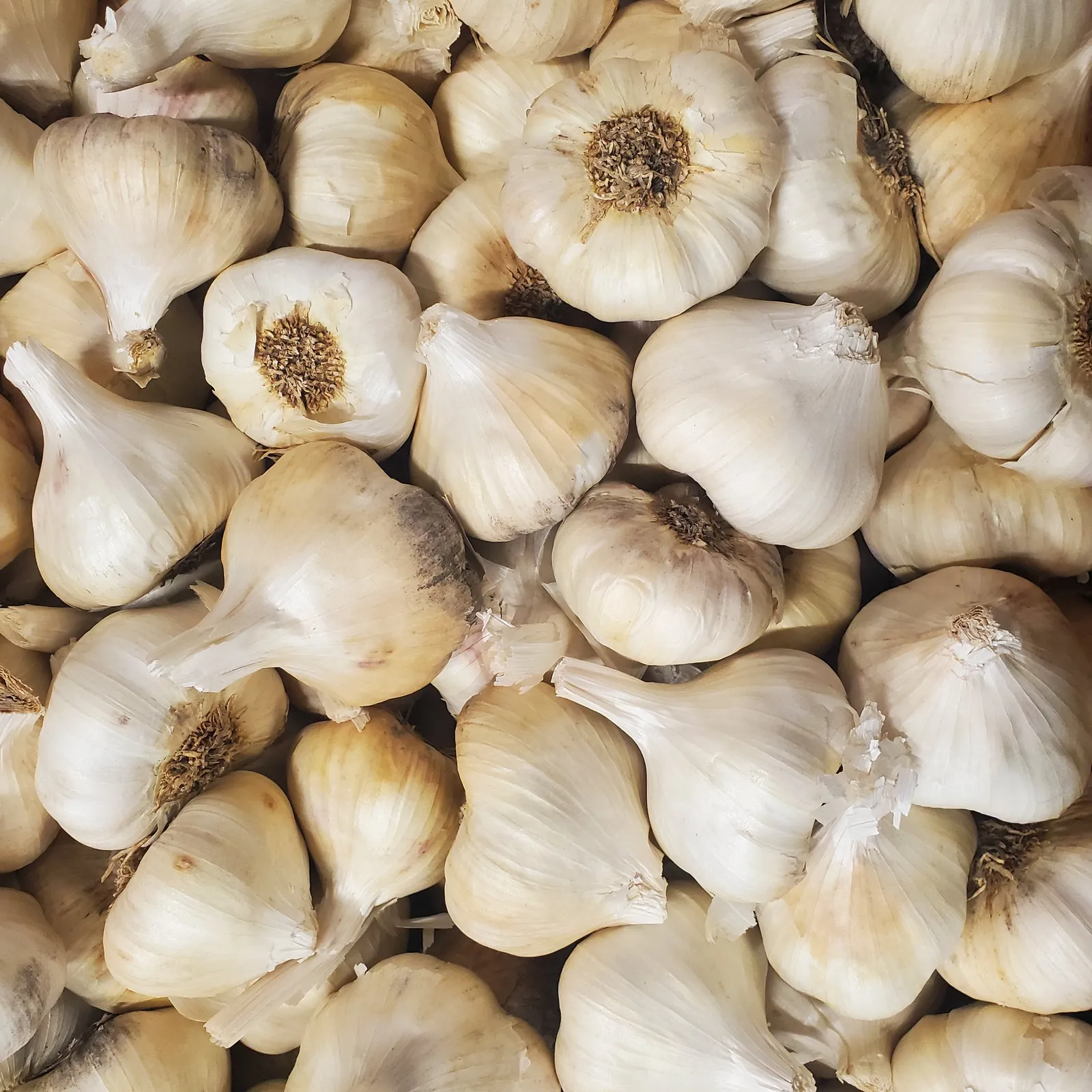 Lorz Garlic