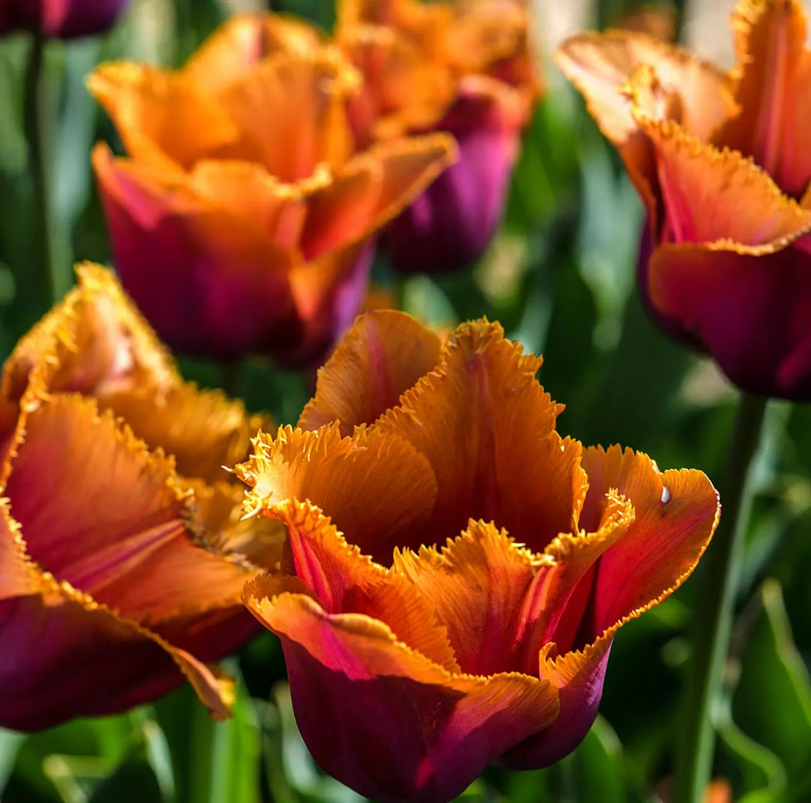 Louvre Orange Tulips