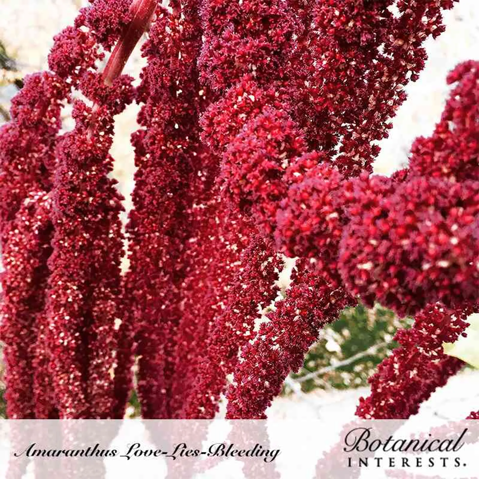Love-Lies-Bleeding Amaranth