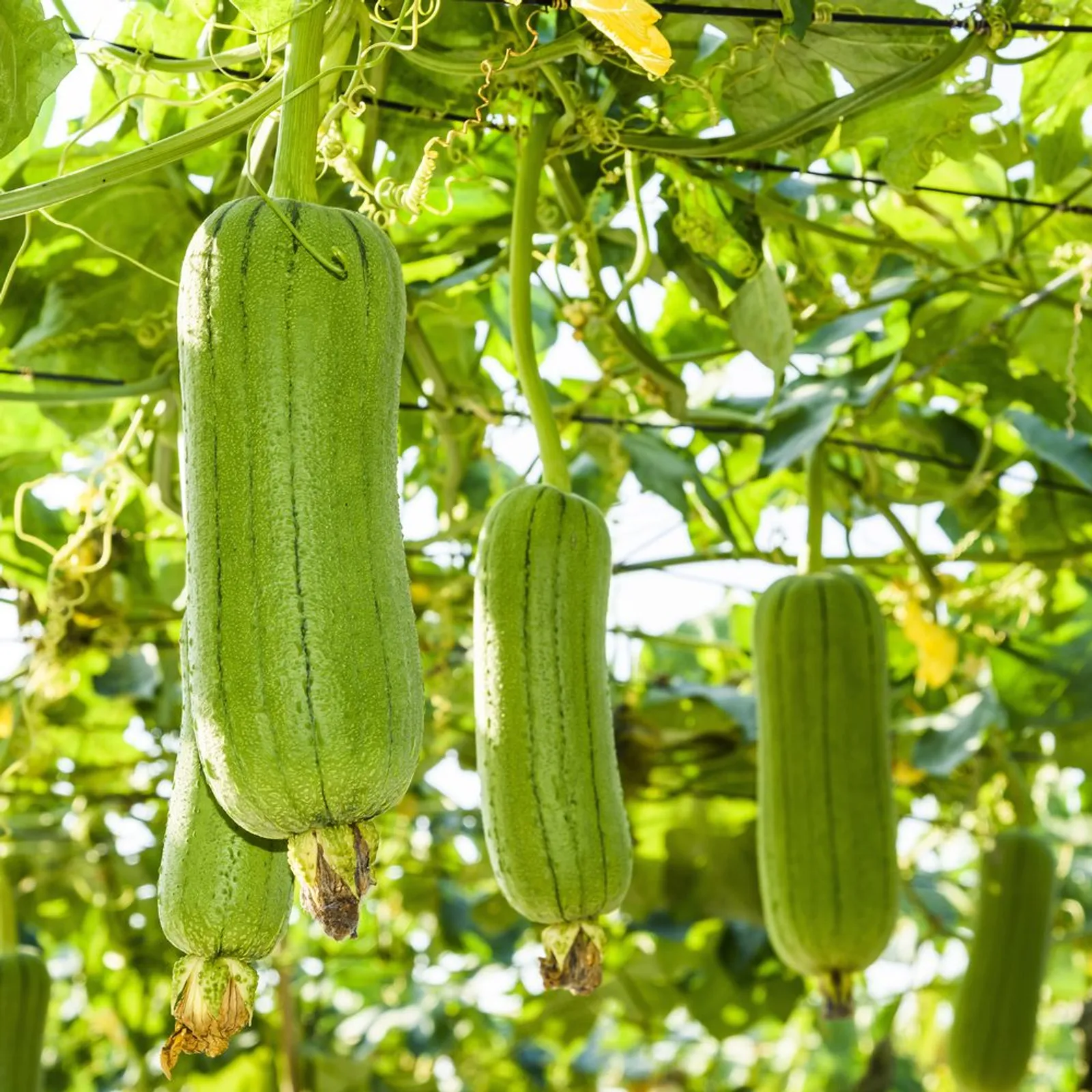 Luffa Gourds