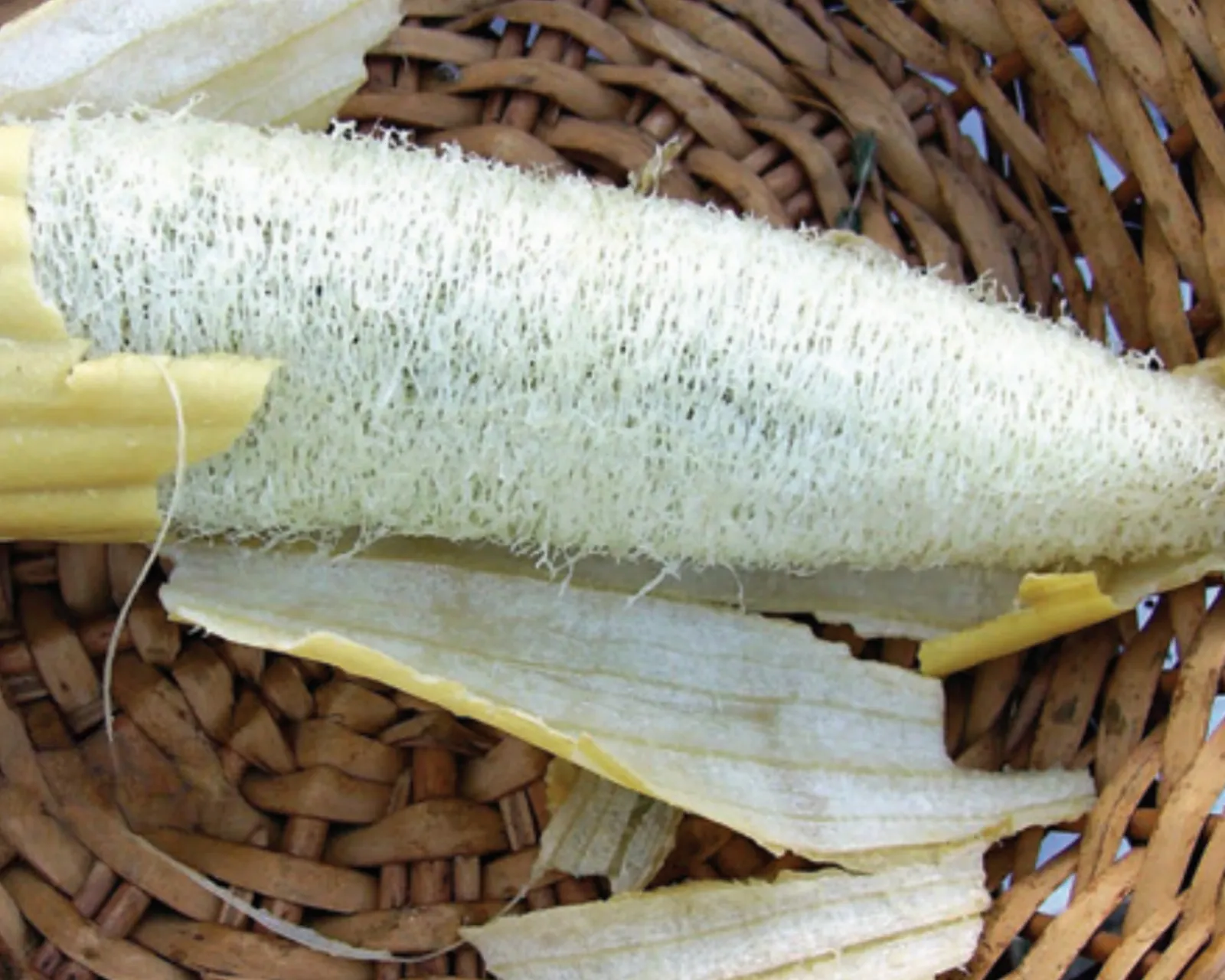 Luffa Sponge Gourds