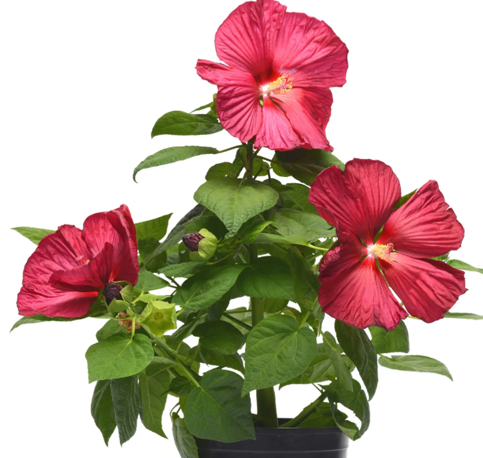 Luna Red Hibiscus