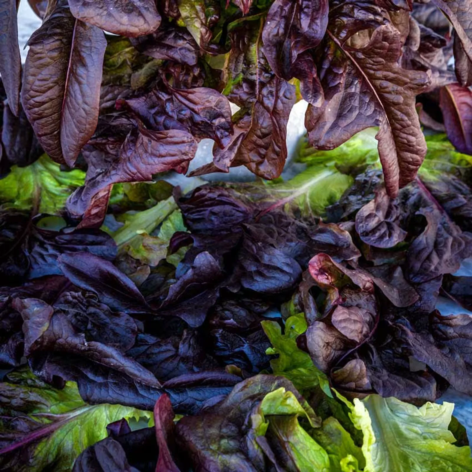 Lunix Lettuce