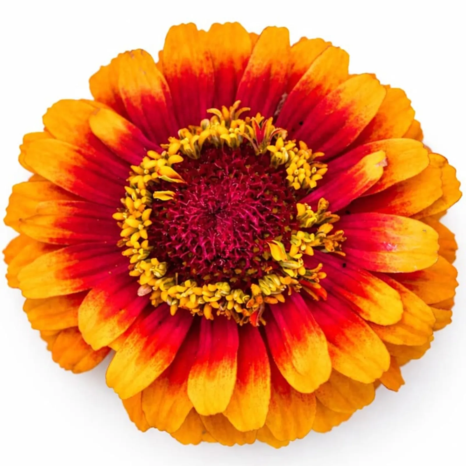 Macarenia Zinnia