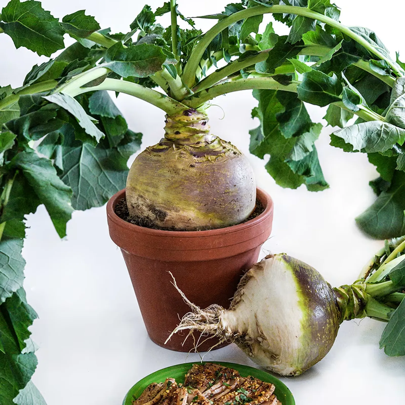 Macomber Rutabaga