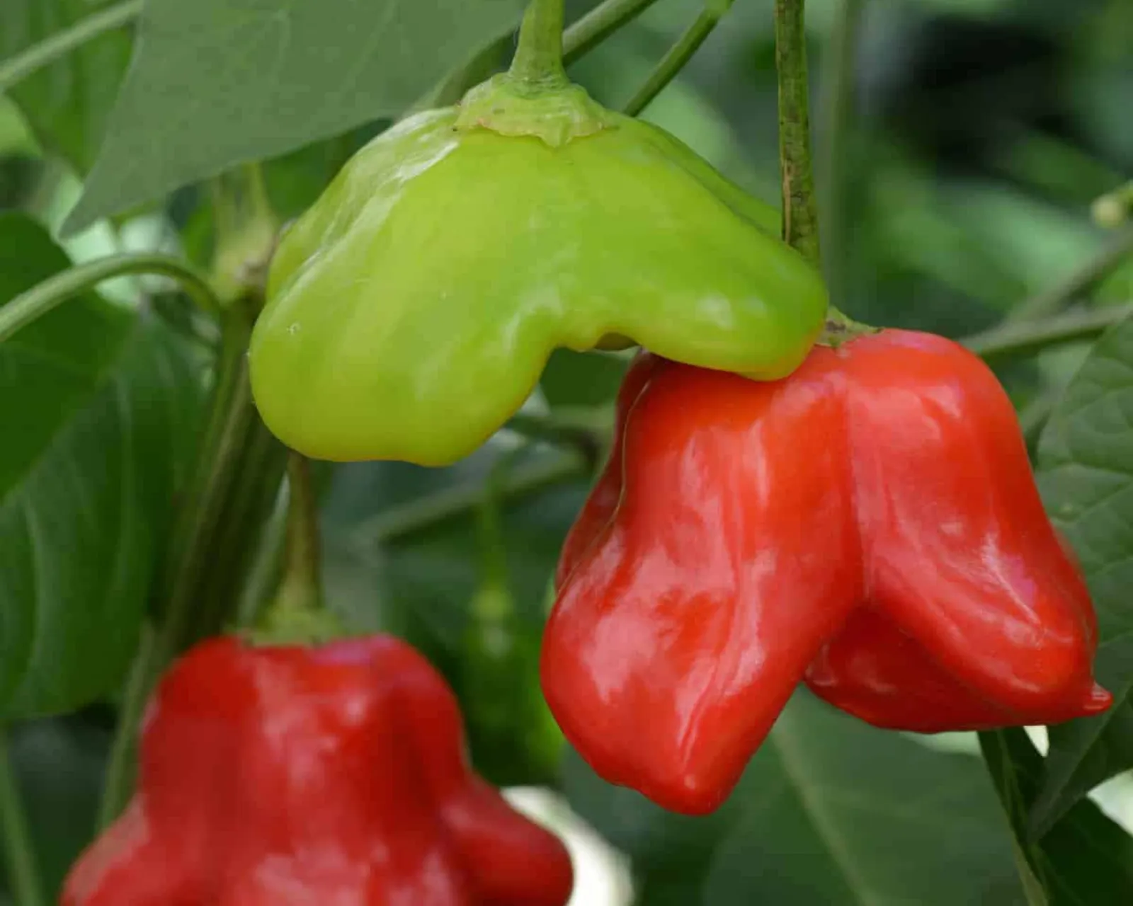 Mad Hatter Peppers
