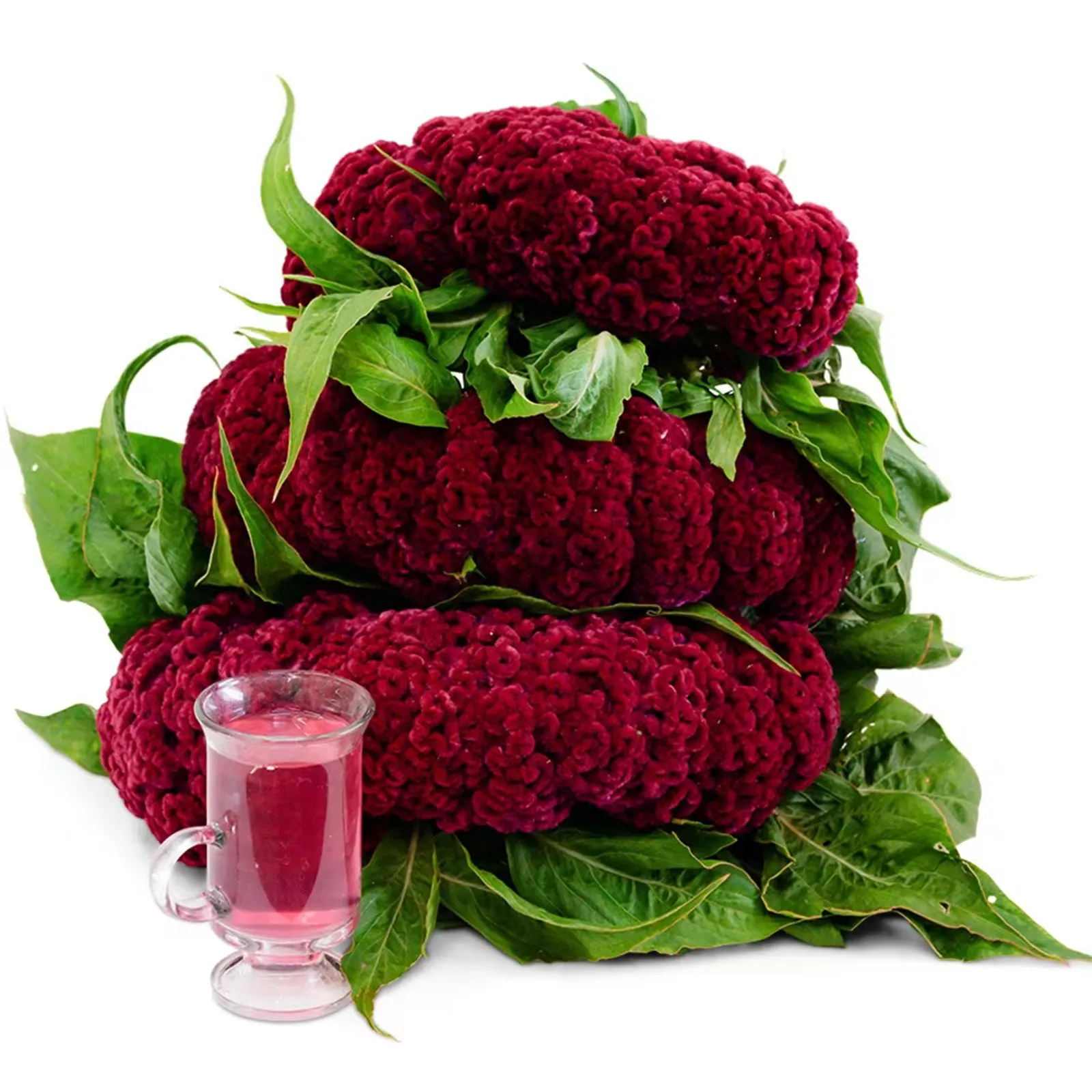 Mad Magenta Celosia