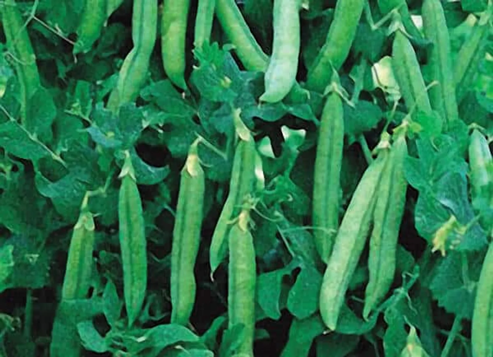Maestro Peas