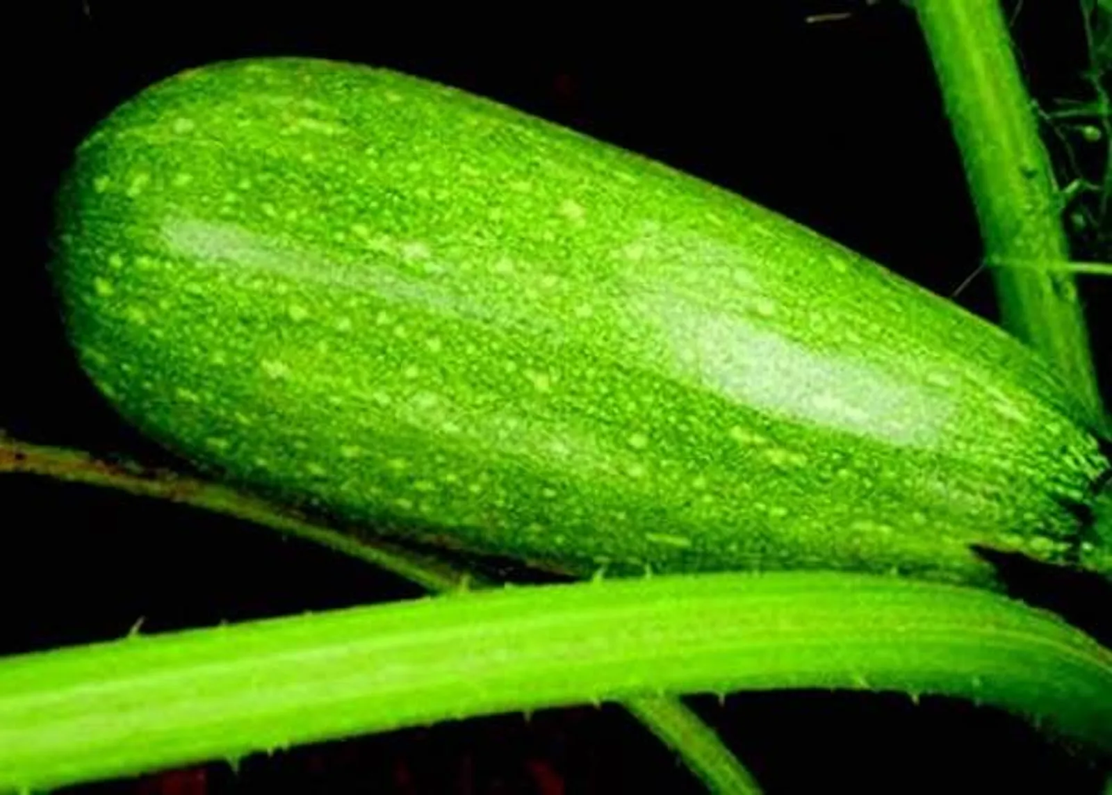 Magda Squash