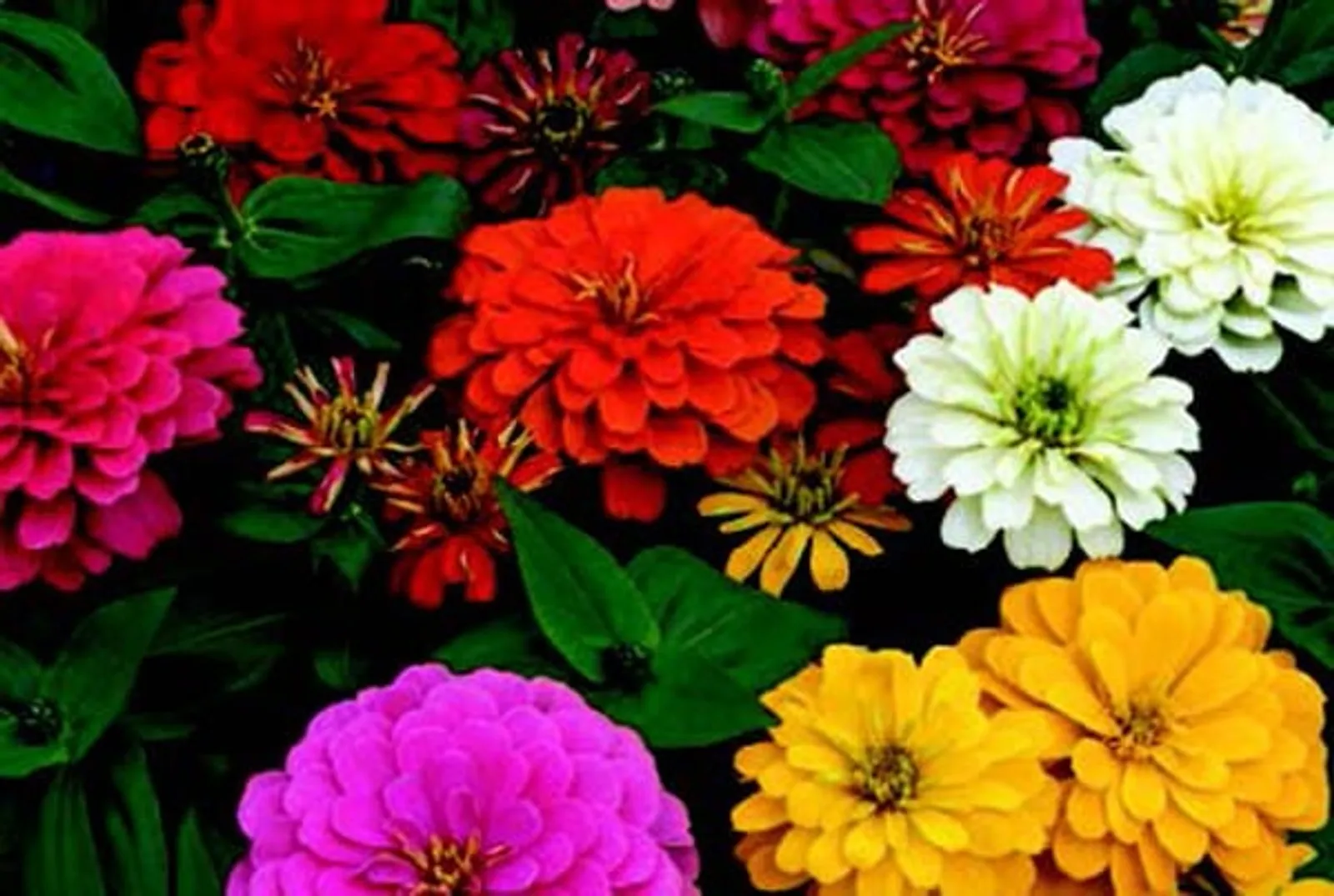 Magellan Hybrid Formula Mix Zinnia