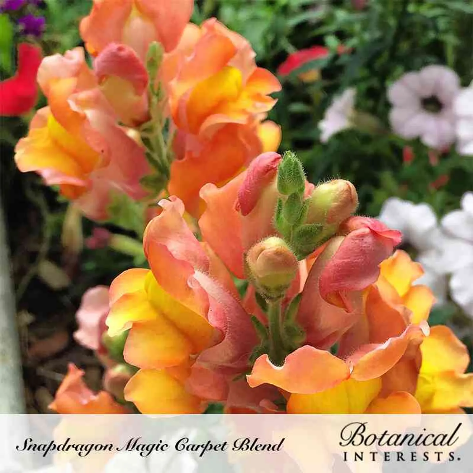 Magic Carpet Blend Snapdragon