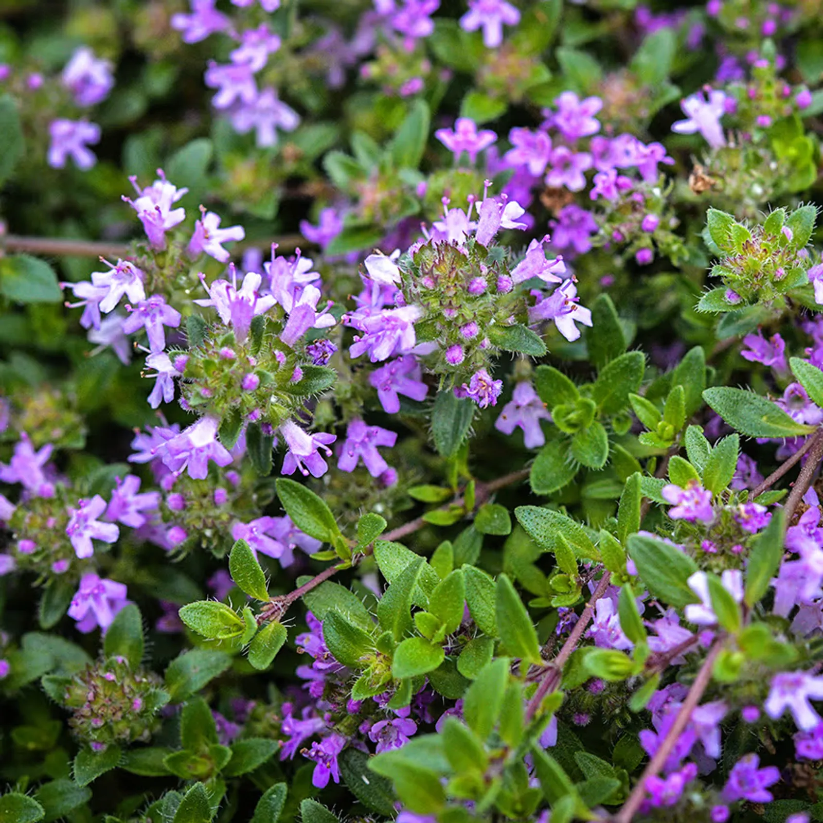 Magic Carpet or Creeping Thyme