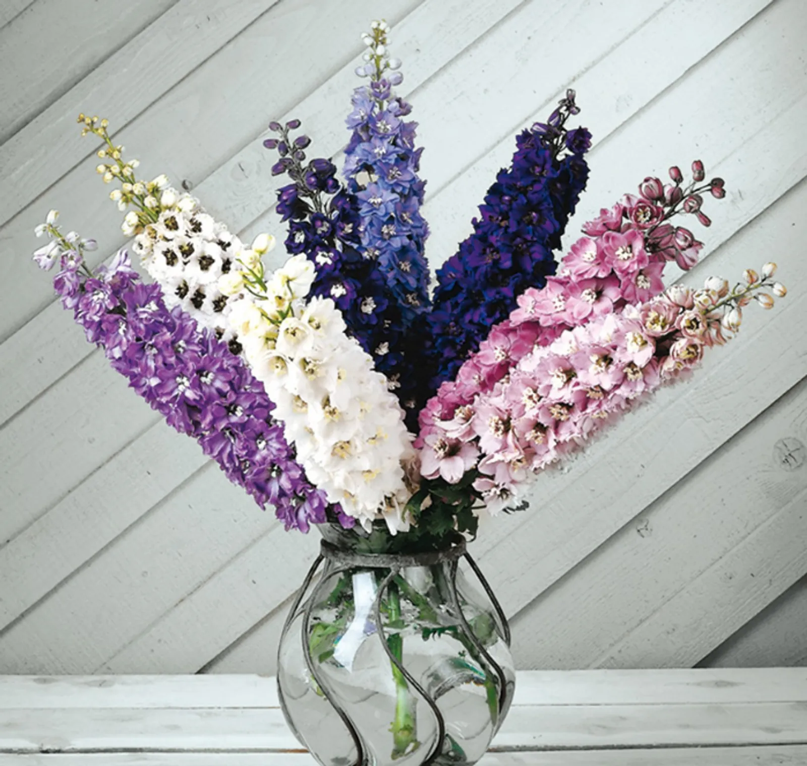 Magic Fountains Mix Delphinium