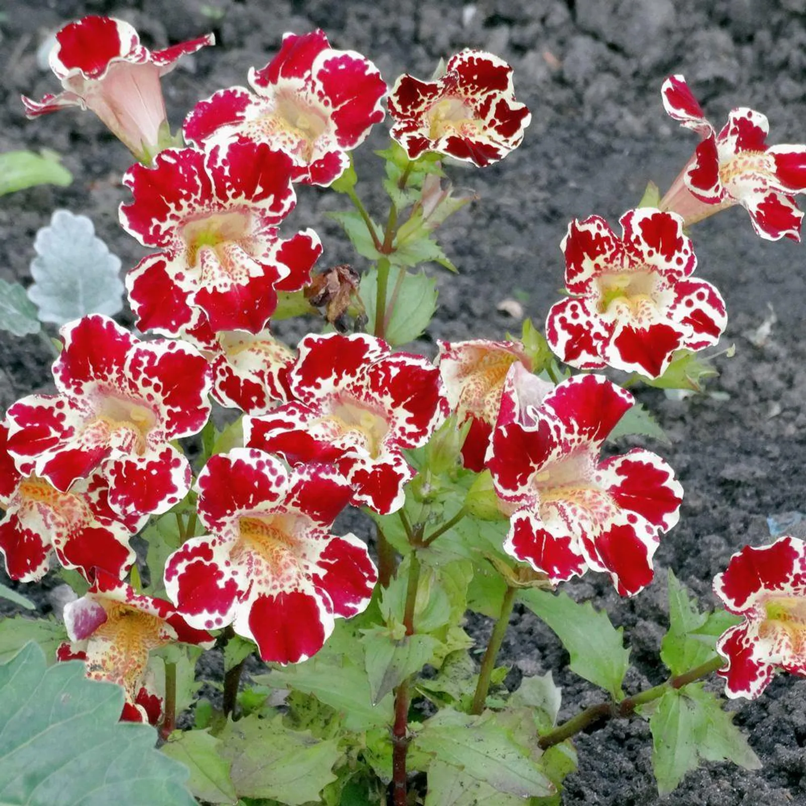 Magic Mix Monkey Flower Lobelia