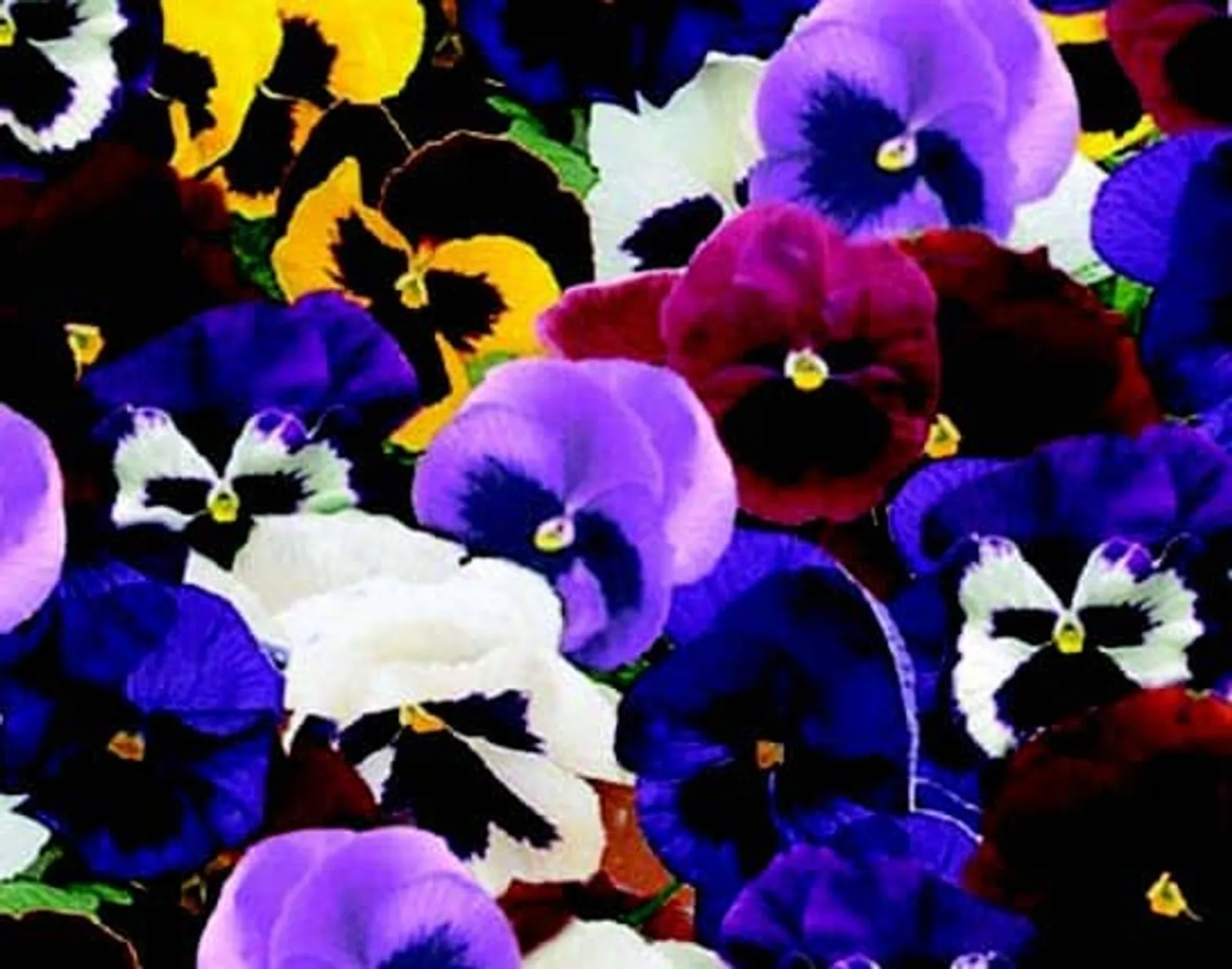 Majestic Giants II Hybrid Mix Pansy