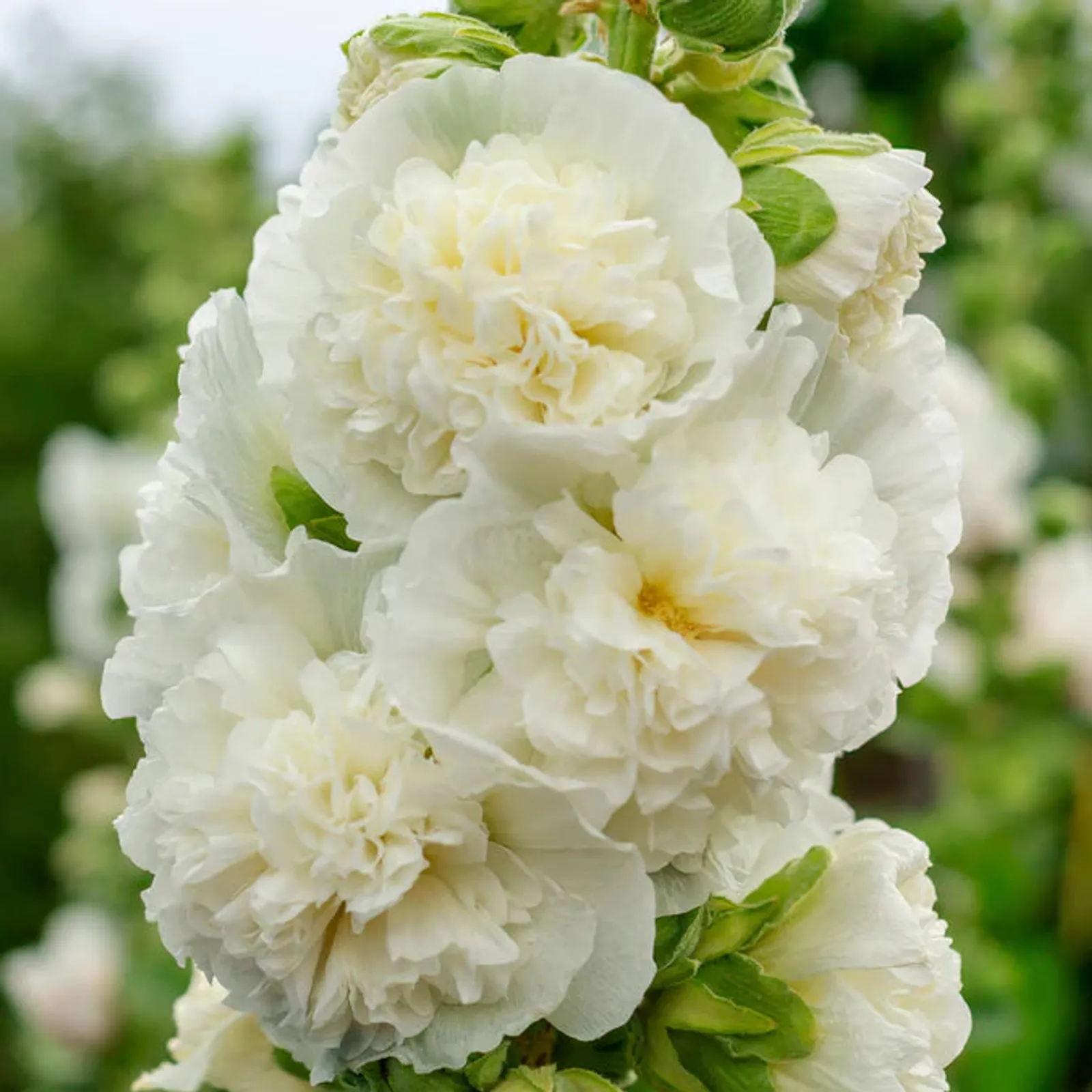 Majorette Double White Hollyhock