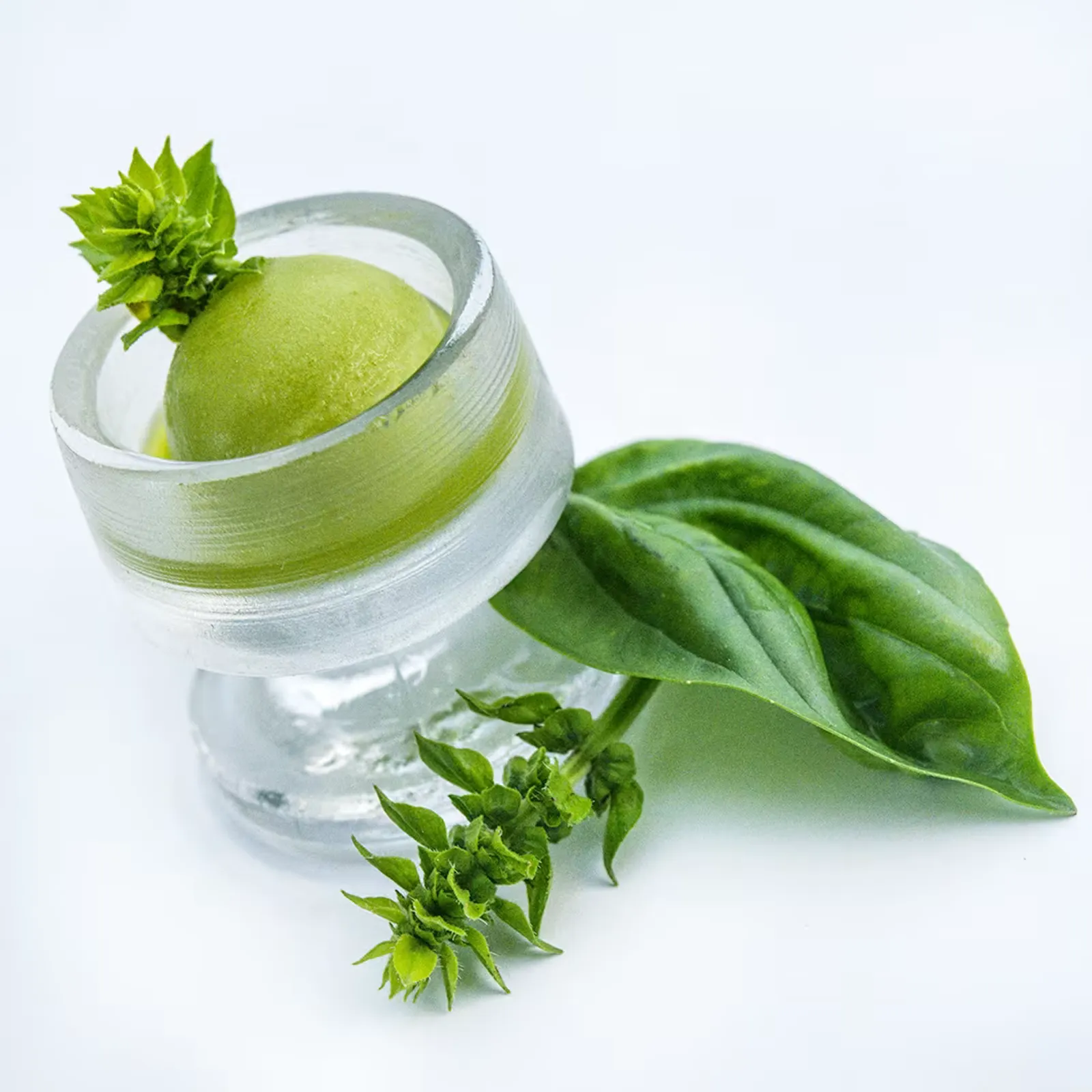 Mammolo Basil