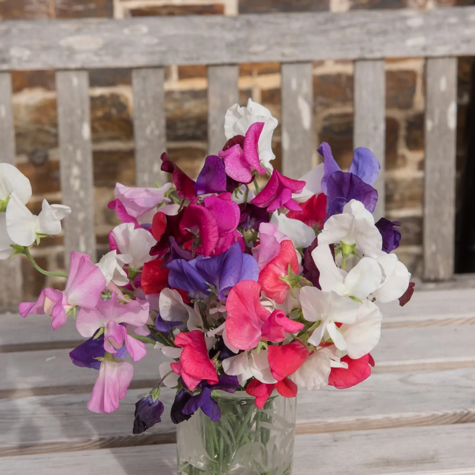 Mammoth Blend Sweet Peas