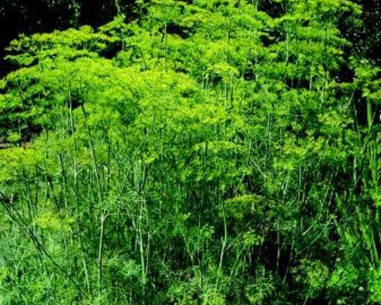 Mammoth Long Island Dill