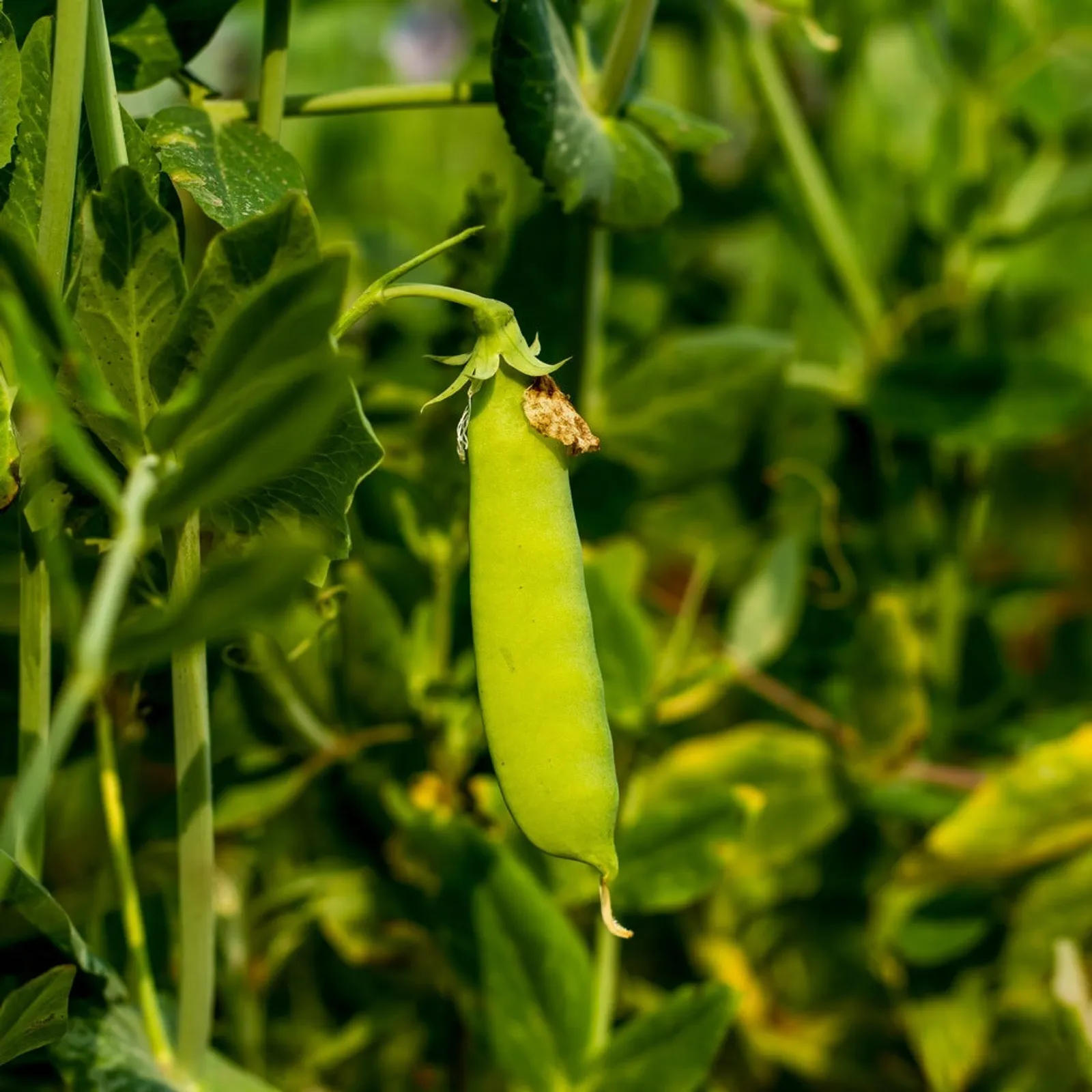 Mammoth Melting Sugar Peas