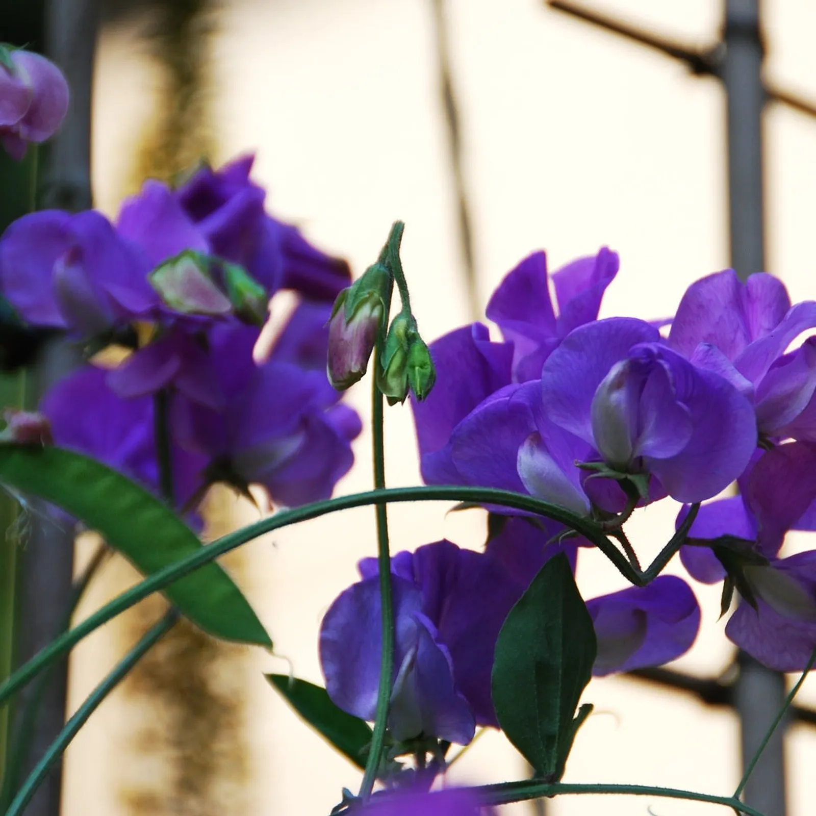 Mammoth Navy Blue Sweet Peas