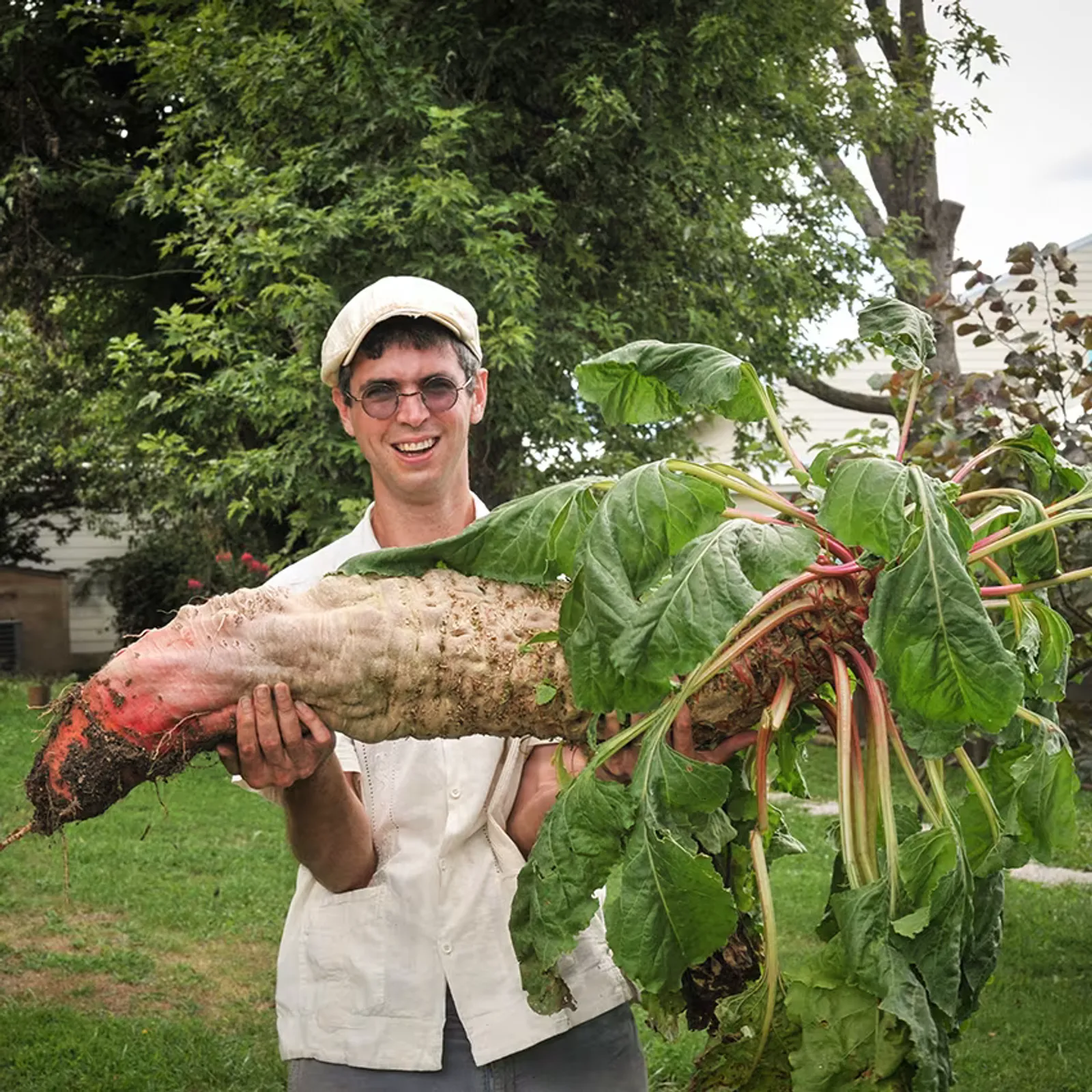 Mammoth Red Mangel Beets