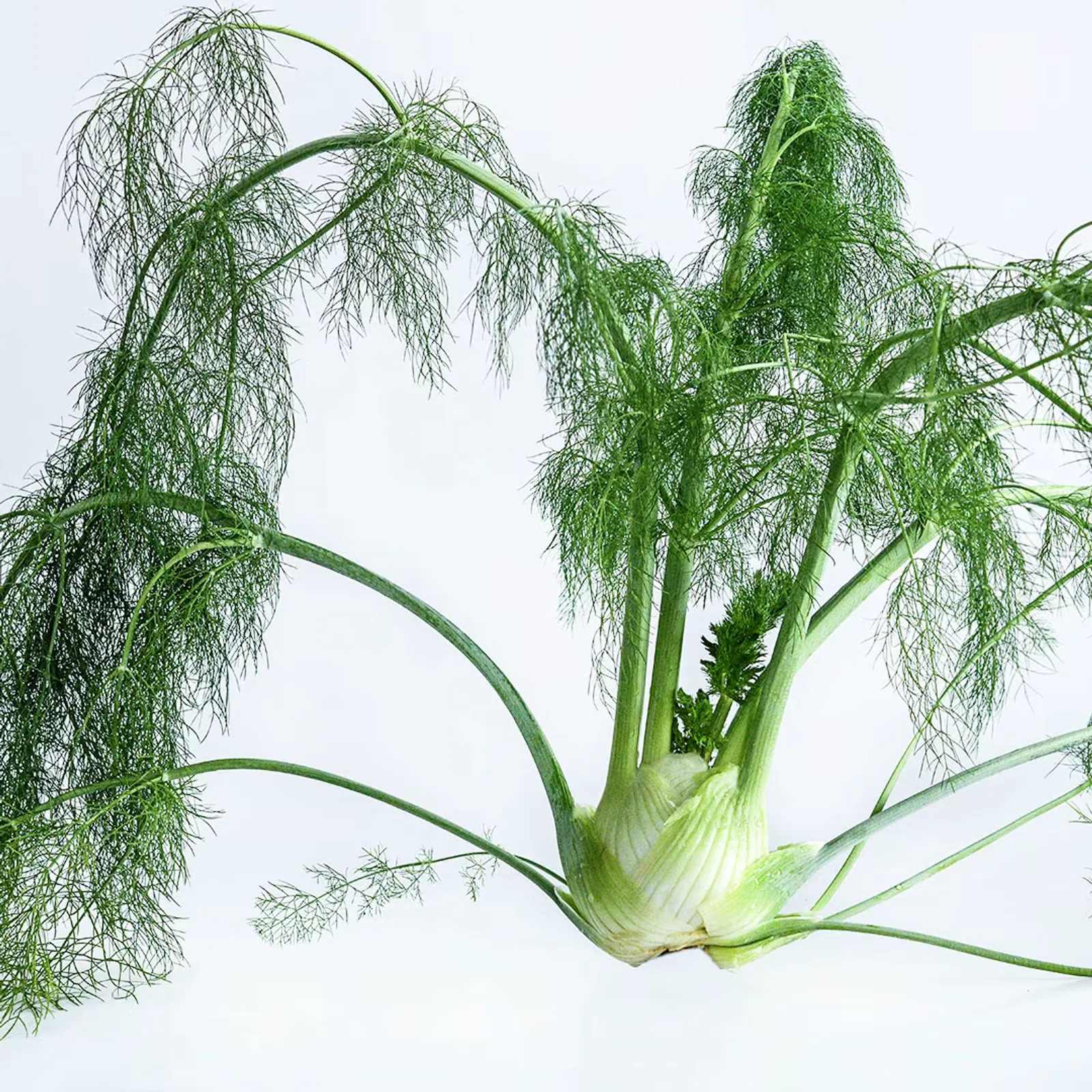 Mammouth Fennel