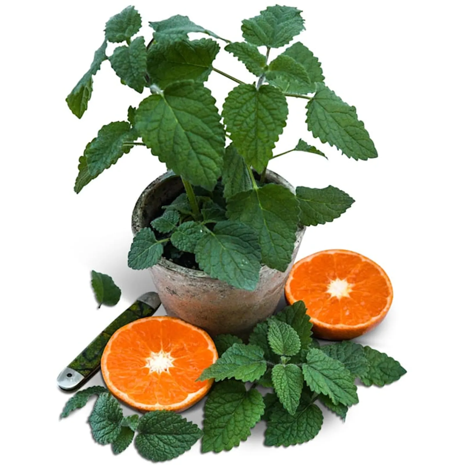 Mandarina Lemon Balm