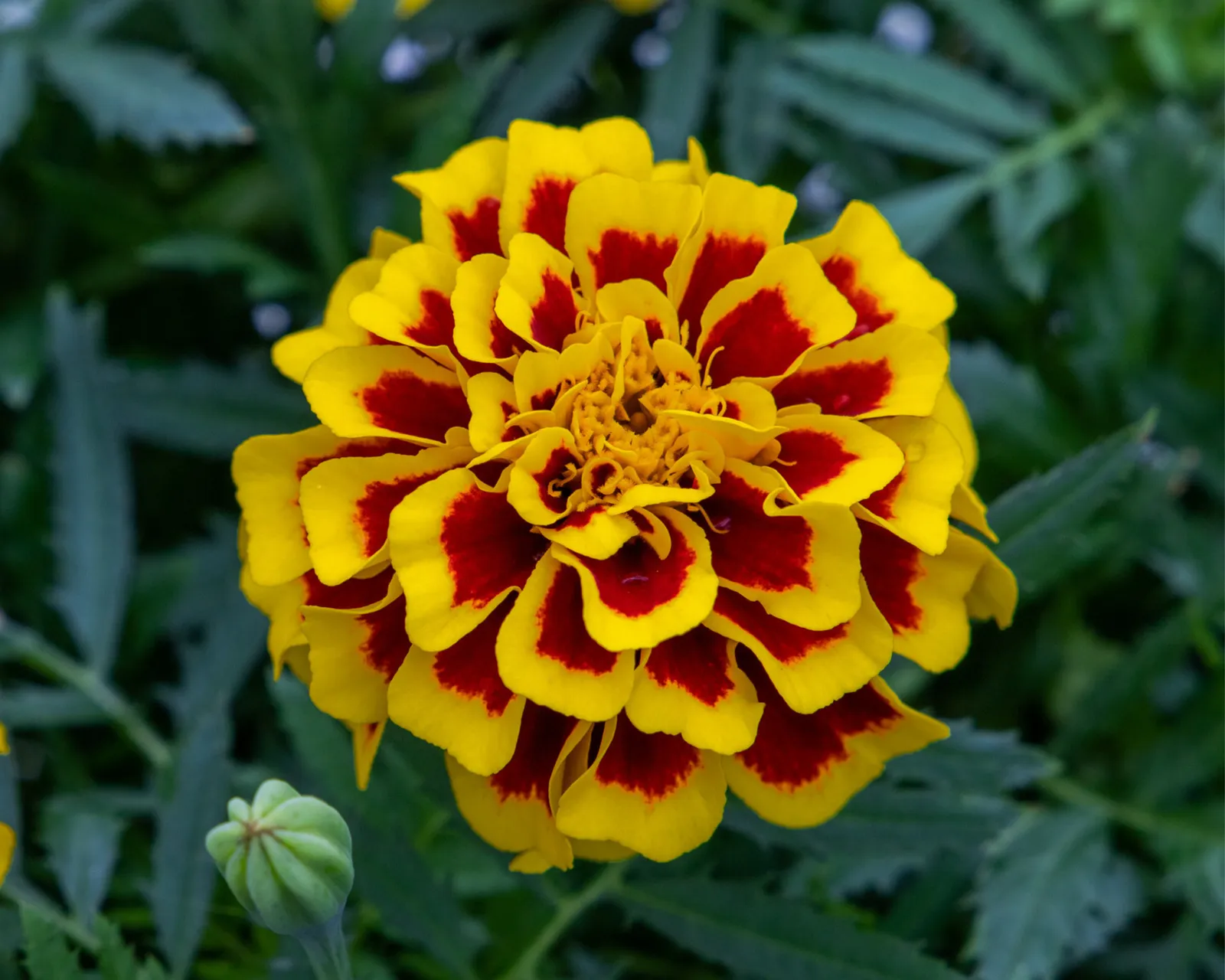 Mango Tango Marigold