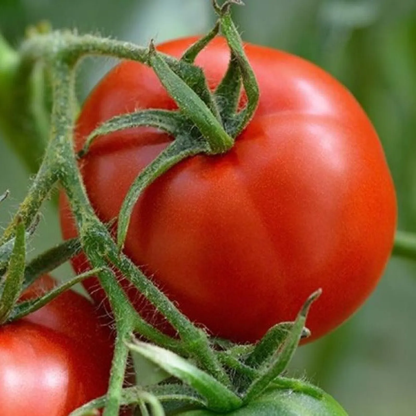 Manitoba Tomatoes