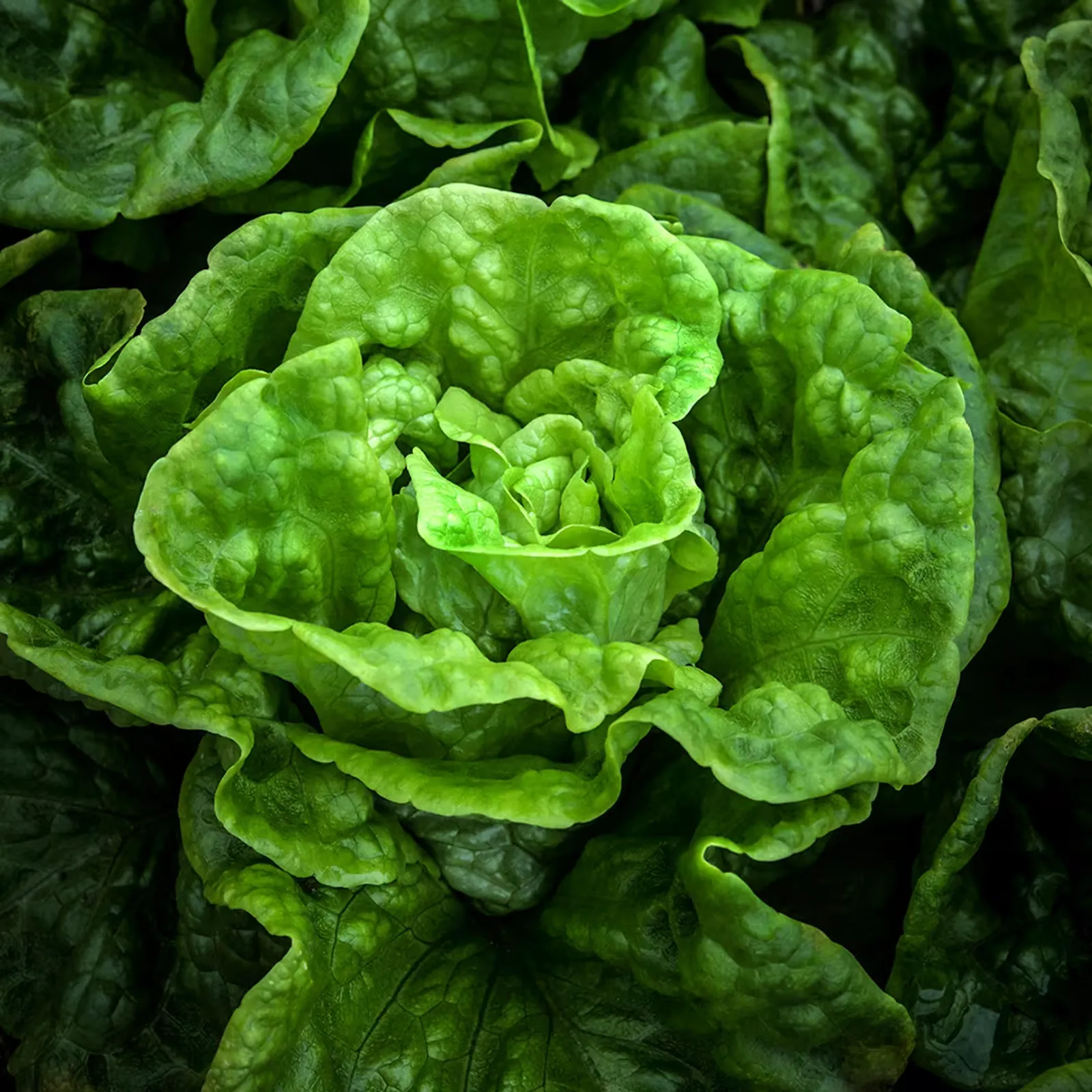 Manoa Lettuce