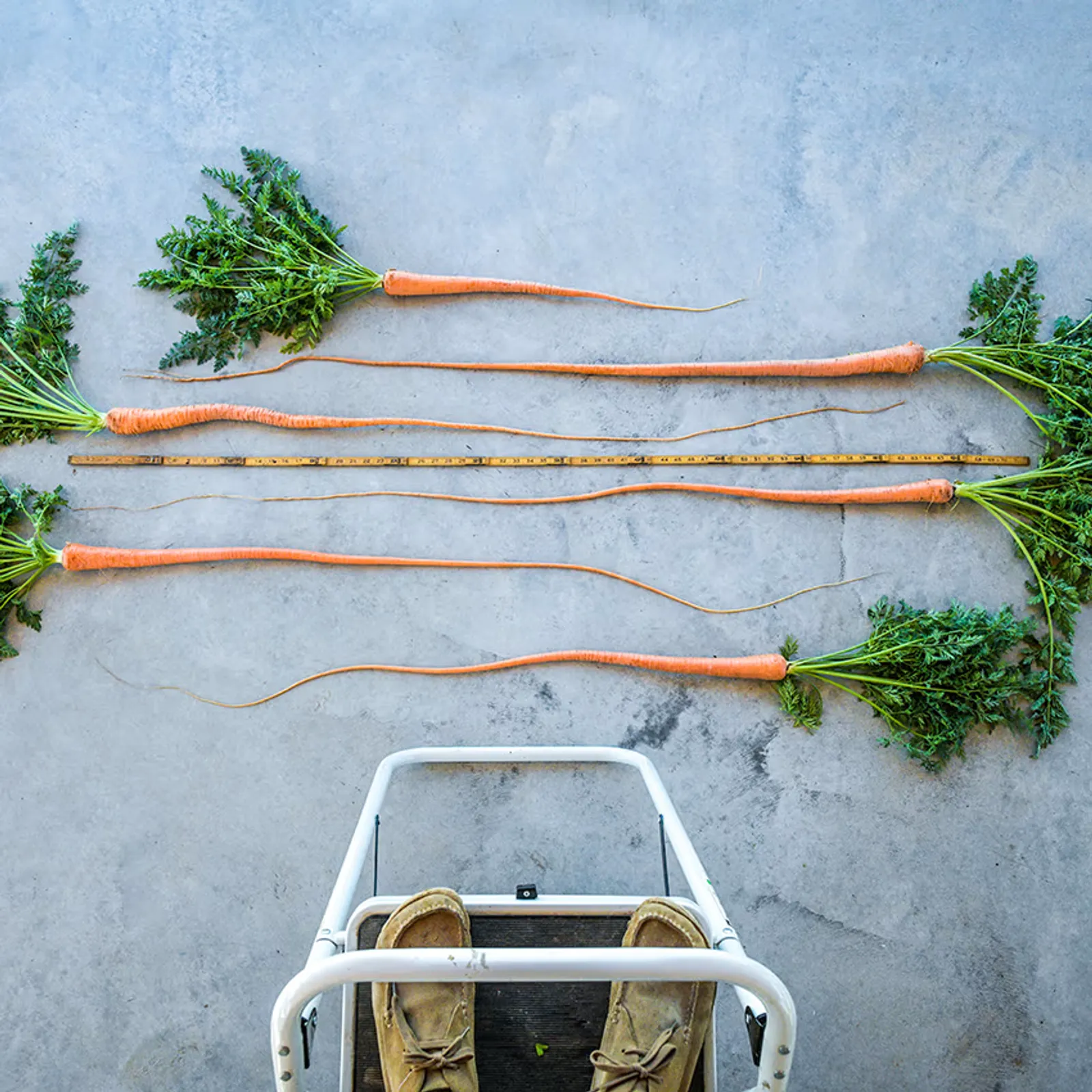Manpukuji Carrots