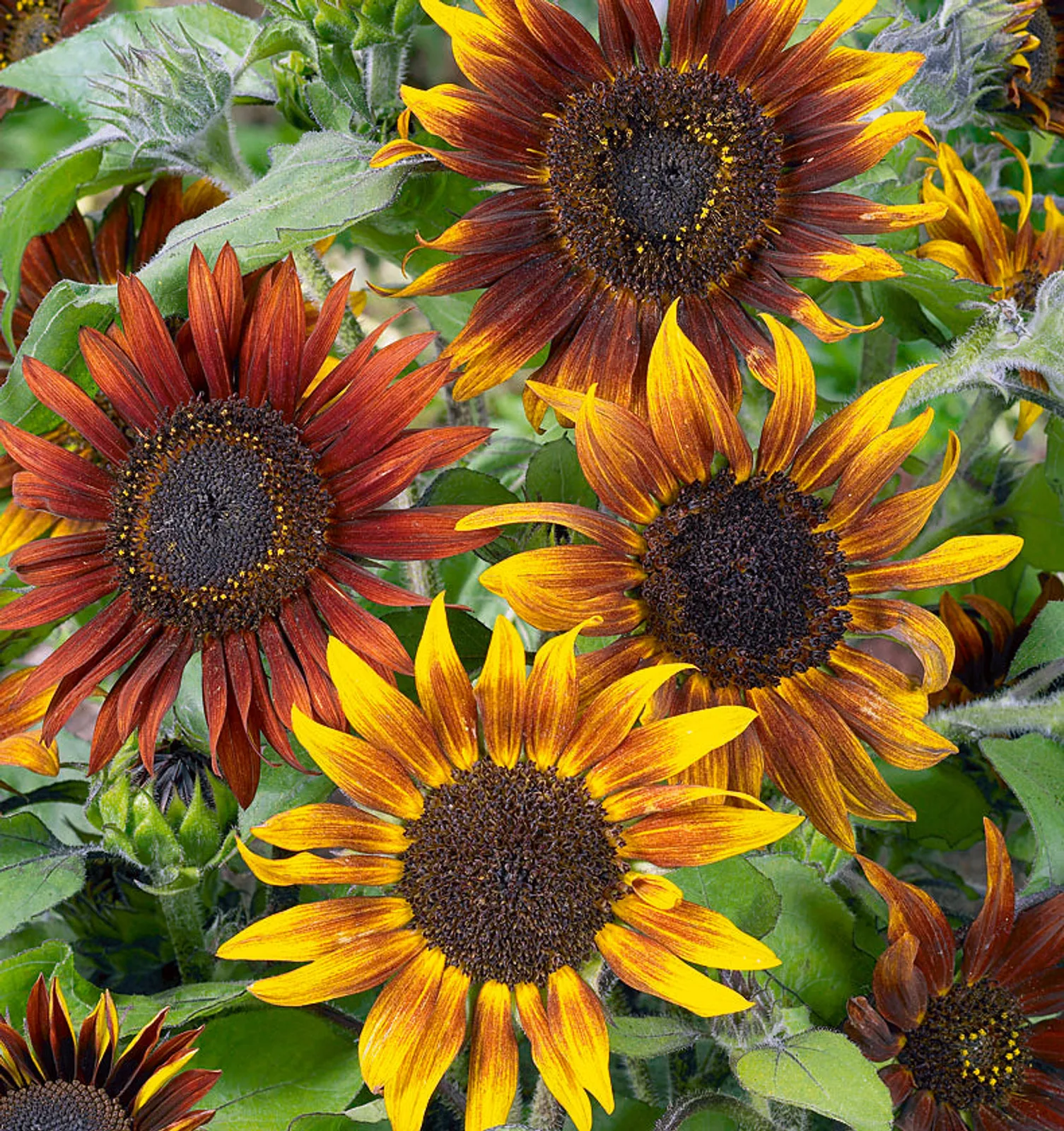 Mardi Gras Blend Sunflower