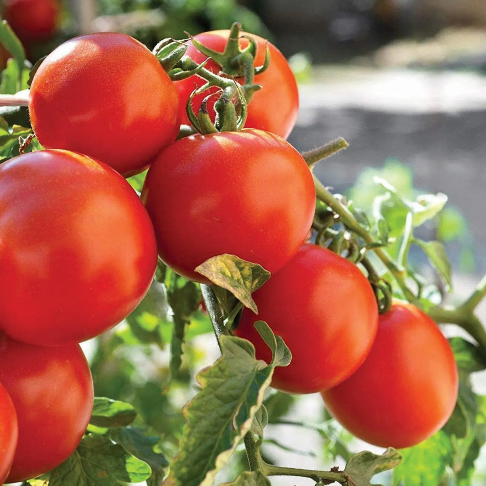 Marglobe Tomatoes