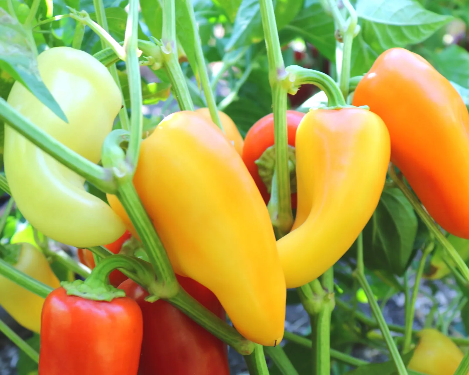 Mariachi Peppers