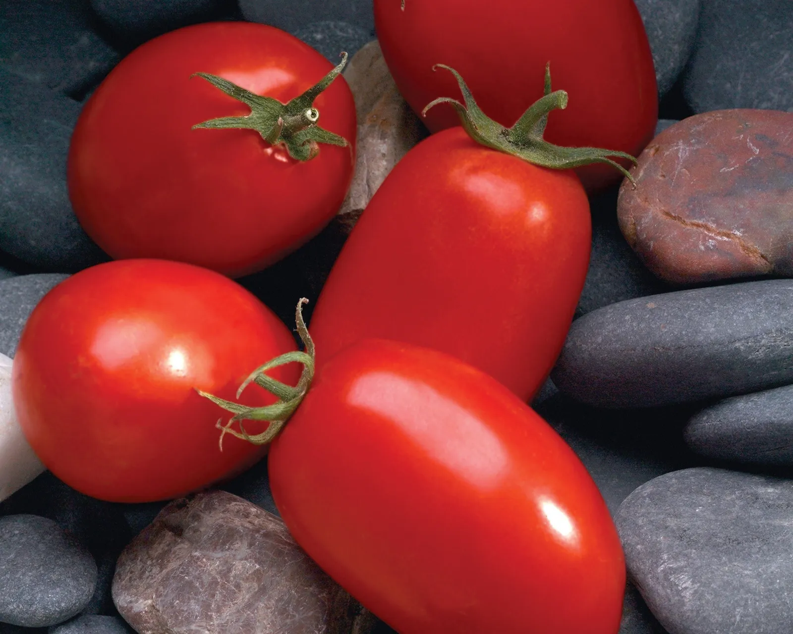 Mariana Hybrid Roma Paste Tomatoes